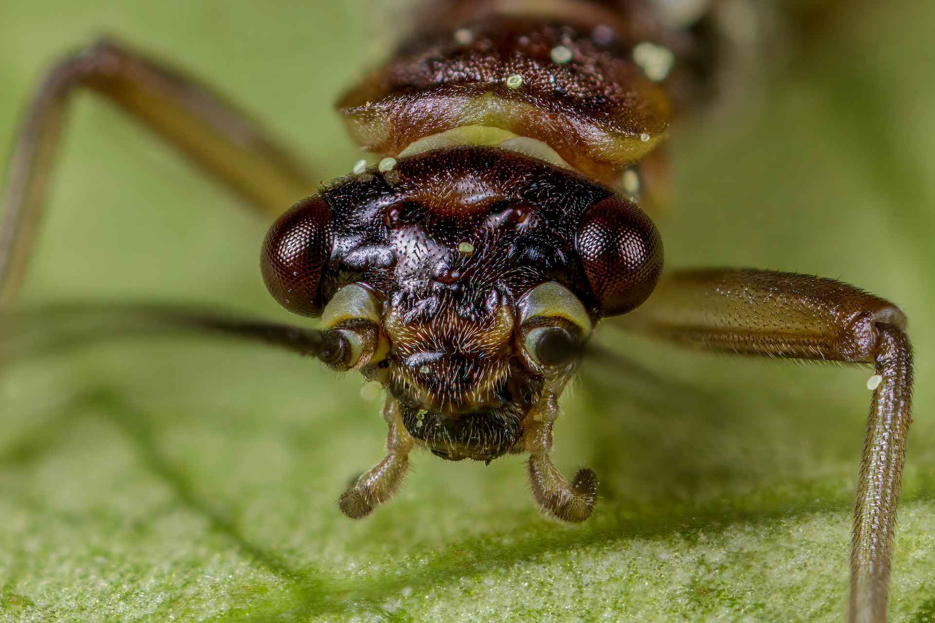 Common Stonefly (Plecoptera)