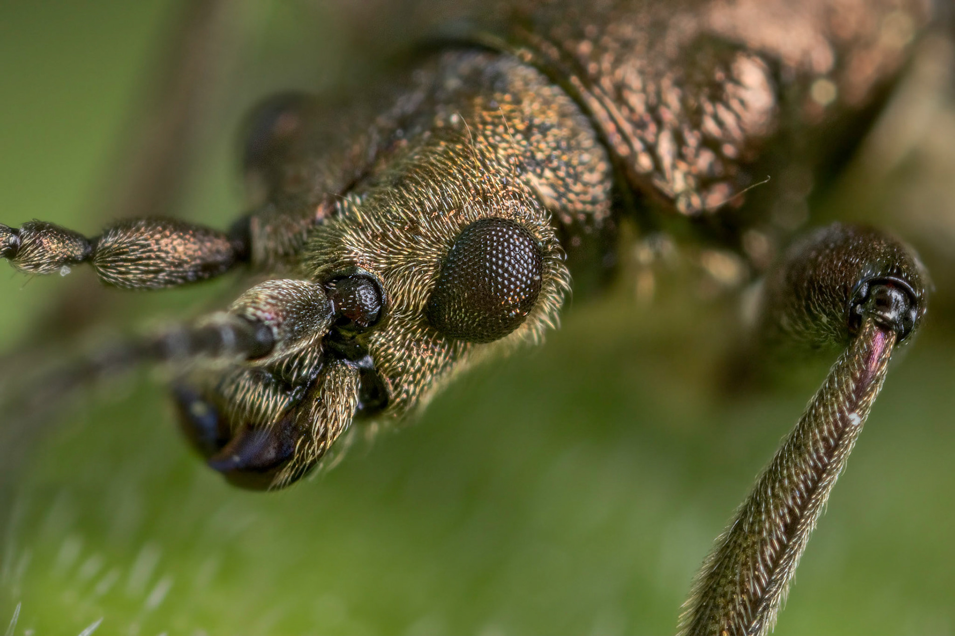 Reed Beetle (Donacia)