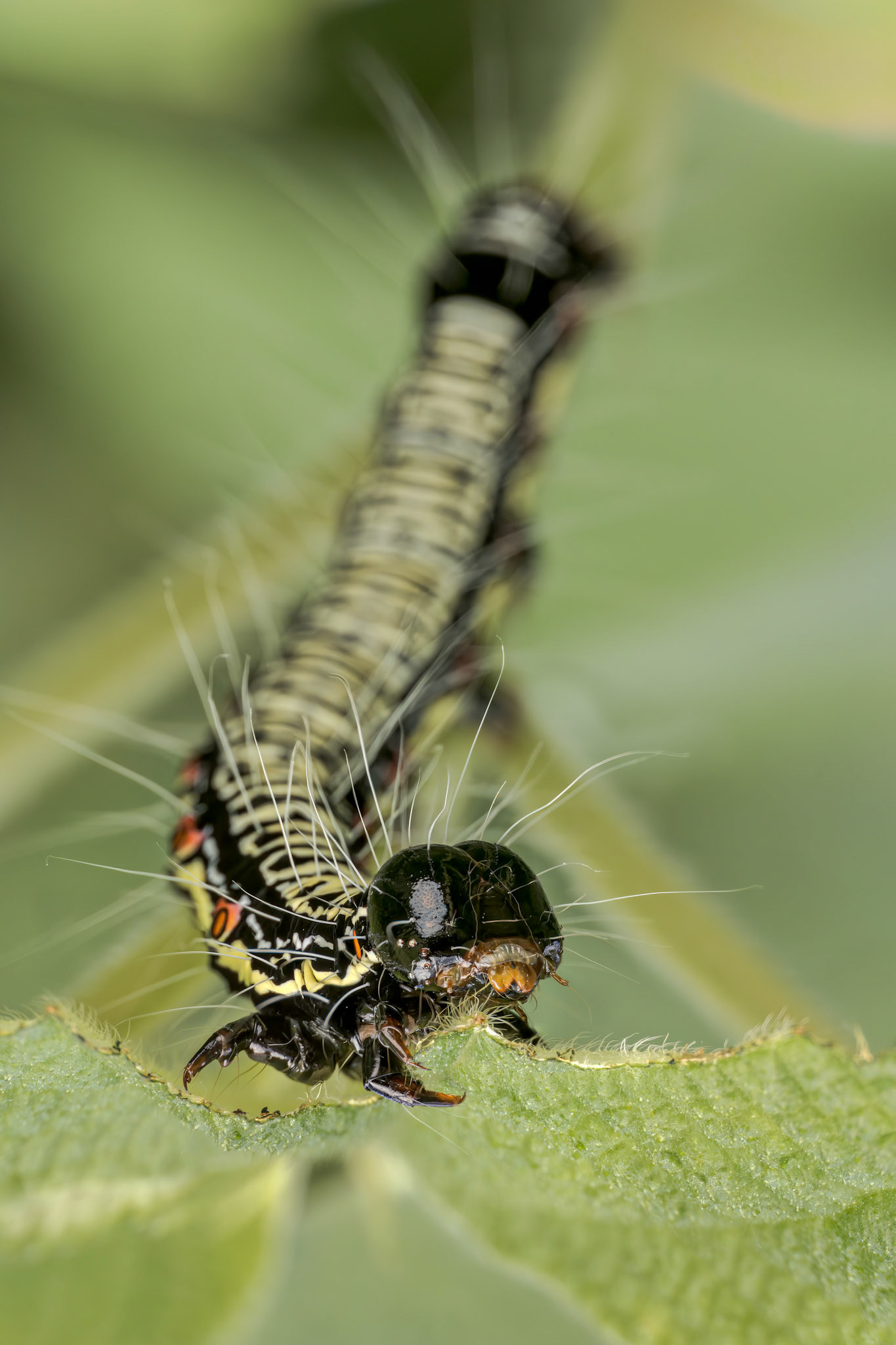 Ramie Moth (Arcte coerula)