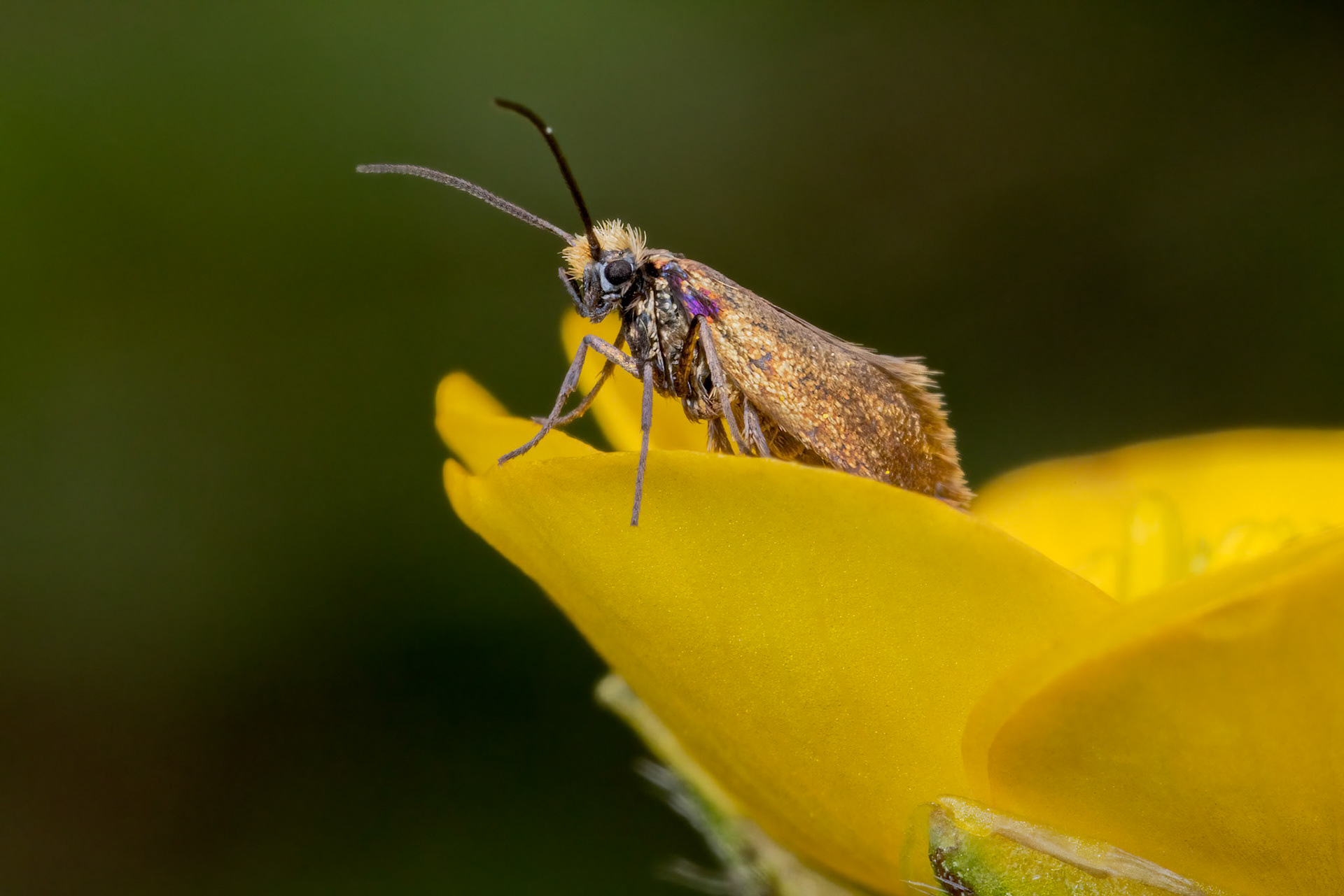 Plain Gold (Micropterix calthella)