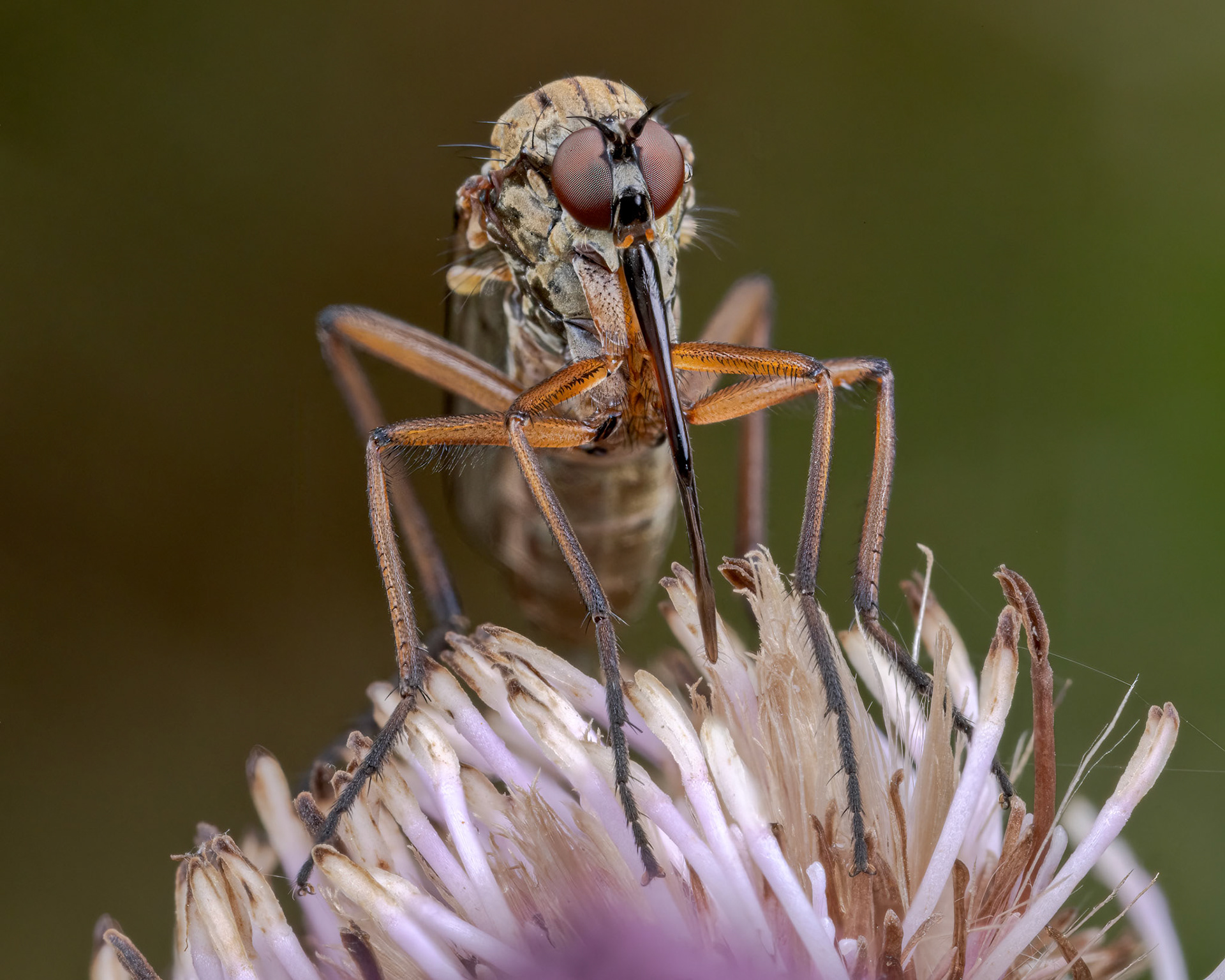 Dance Fly (Epididae)