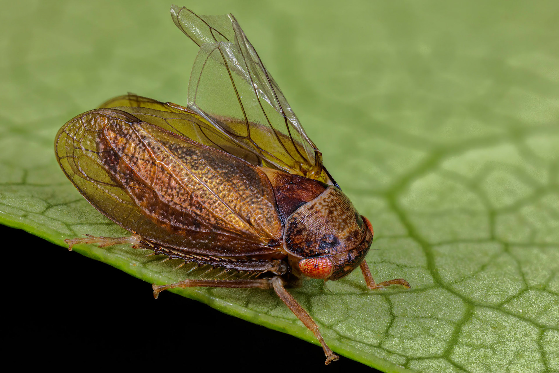 Leafhopper (Macropsinae)