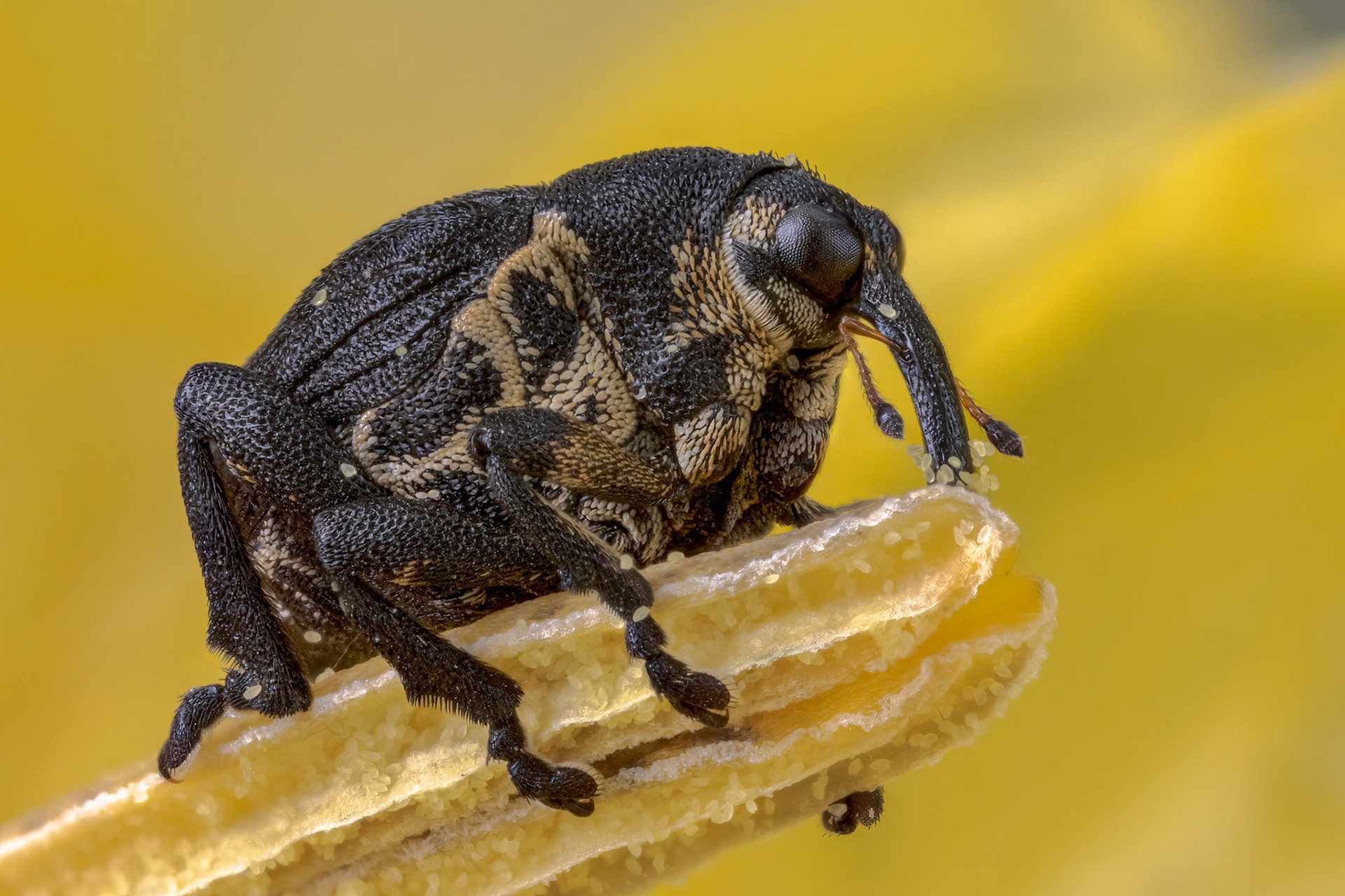 Iris Weevil (Mononychus punctumalbum)
