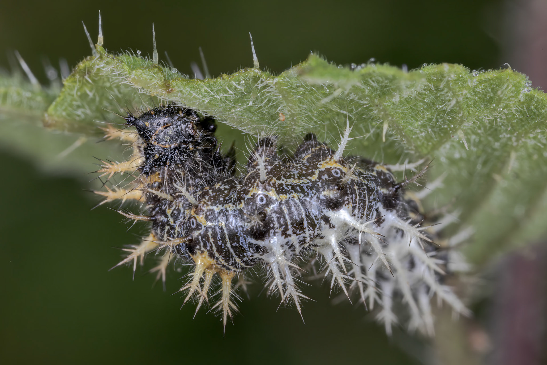 Painted Lady (Vanessa cardui)