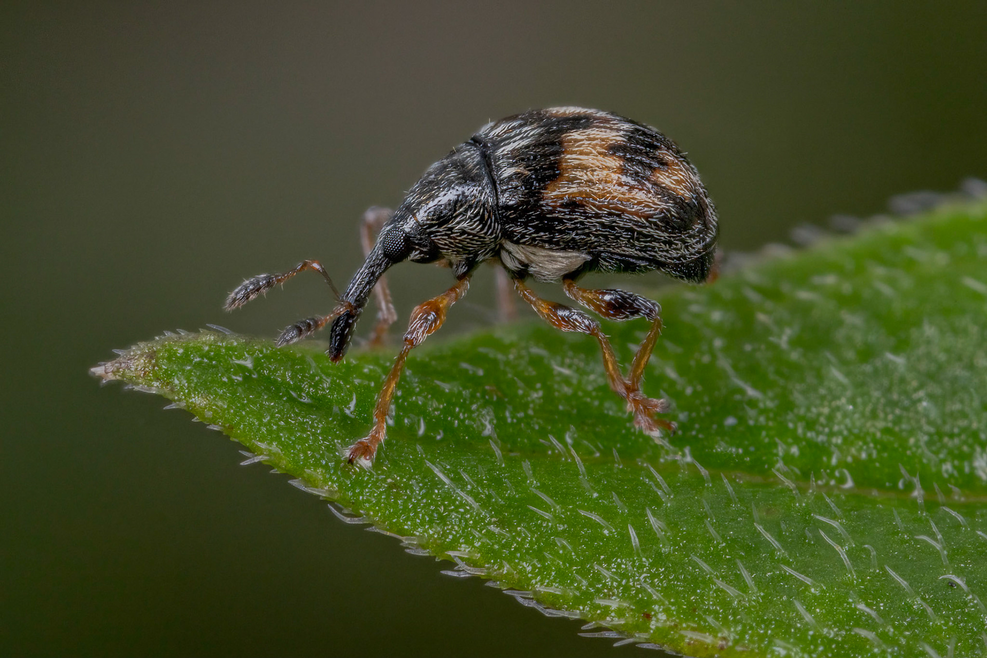 Nanophyes marmoratus