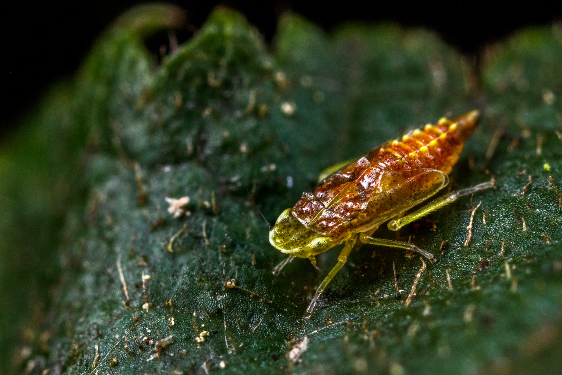 Uknown Leafhopper Nymph (Cicadellidae)