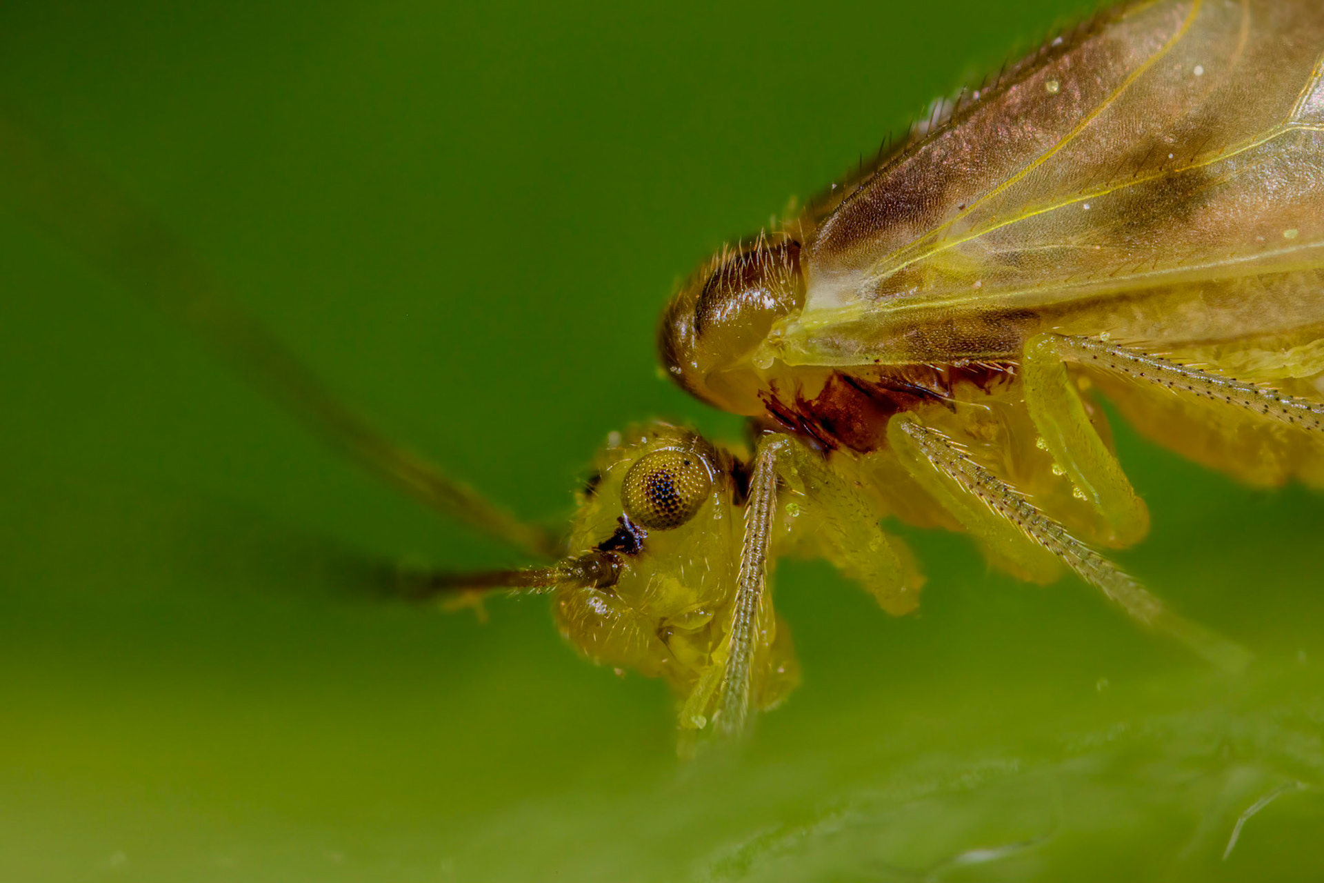 Photo Stack: 7Crop: 2x3Magnification: 10x