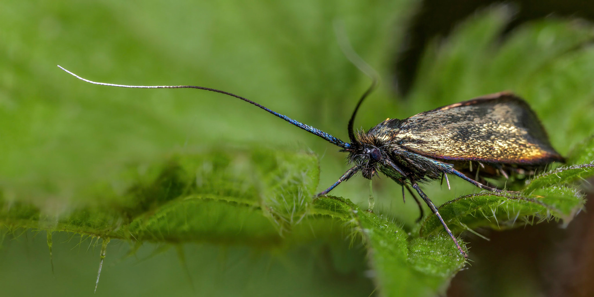 Photo Stack: 9Crop: 2x1Magnification: 6xOrder: LepidopteraFamily: AdelidaeGenus: AdelaSpecies: Adela reaumurellaWingspan 14-18 mm.A fairly common species in England, Wales and southern Scotland, more local in Ireland.The males have long, whitish antennae, the females shorter, both sexes having bronzy or metallic greenish forewings. The moths fly in the daytime during May and June, sometimes occurring in swarms.The caterpillar lives in a portable case and feeds on leaf-litter.https://en.wikipedia.org/wiki/Green_longhornhttps://uknature.co.uk/moths/A.reaumurella-info.htmlhttps://www.ukmoths.org.uk/species/adela-reaumurella/female-5/Thought it was:Yellow Ermel (Roeslerstammia pronubella)Identified species by google image search have locating Genus.species found: https://www.ukmoths.org.uk/thumbnails/https://en.wikipedia.org/wiki/Roeslerstammia_pronubella