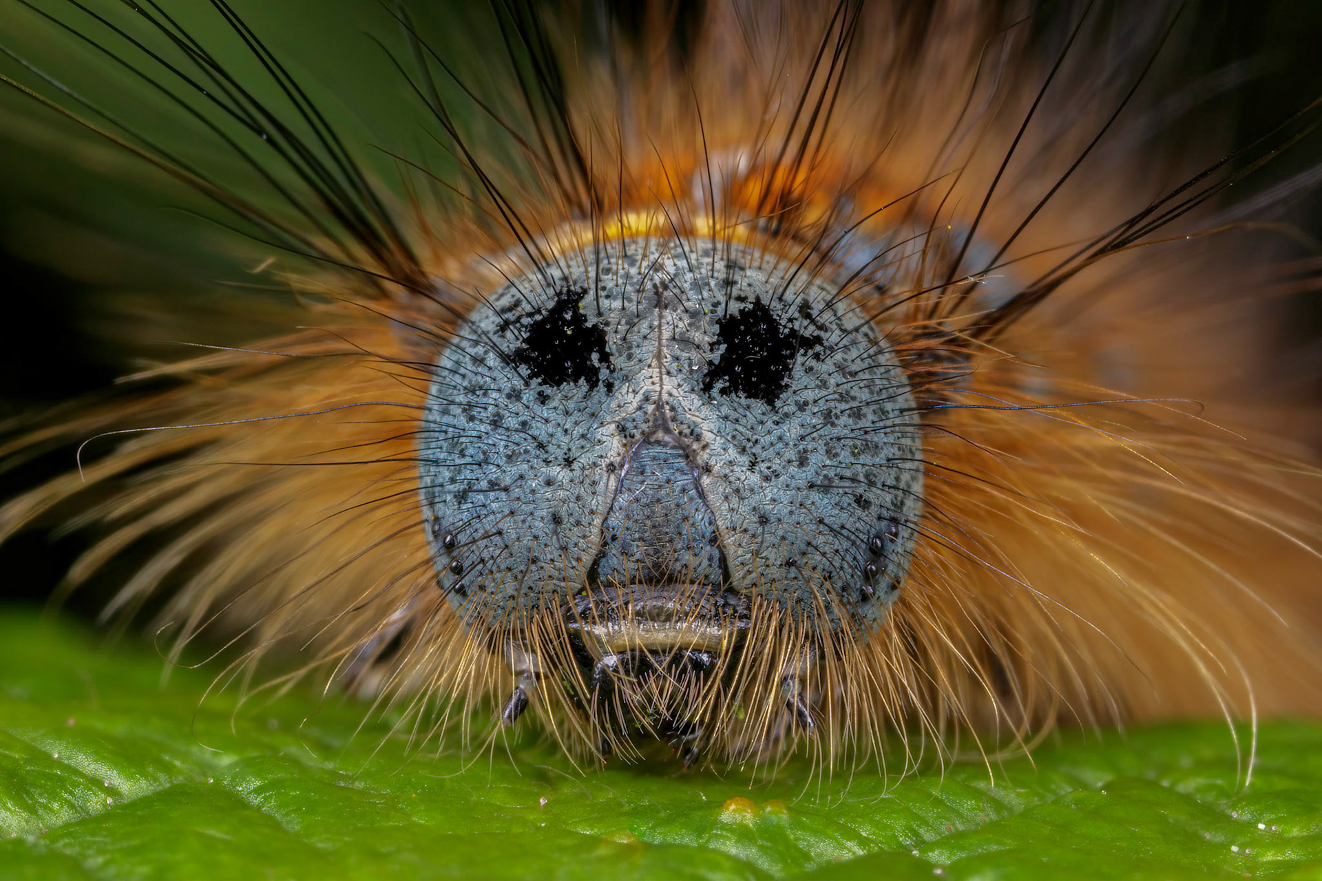 Lackey Moth Caterpillar