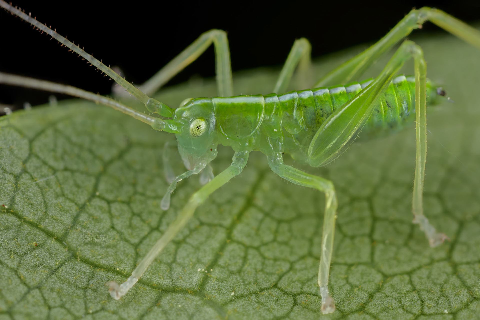 Drumming katydid (Meconema thalassinum)
