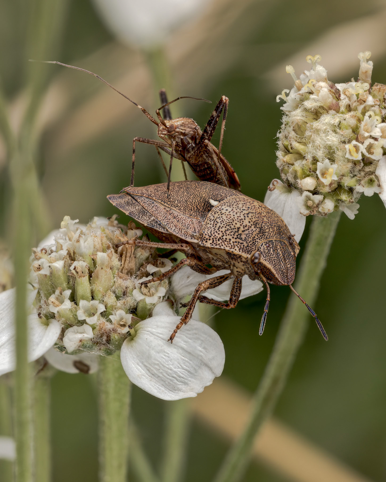 Tortoise Bug (Eurygaster (cf) testudinaria) & Plant Bug (Phytocoris varipes)