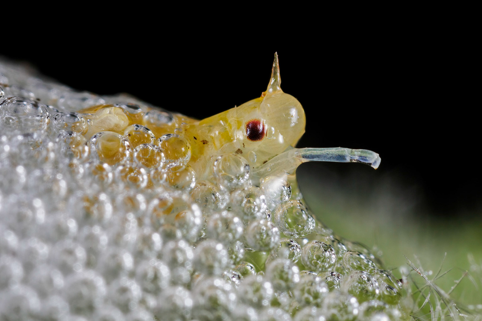 Spittlebug (Philaenus spumarius)