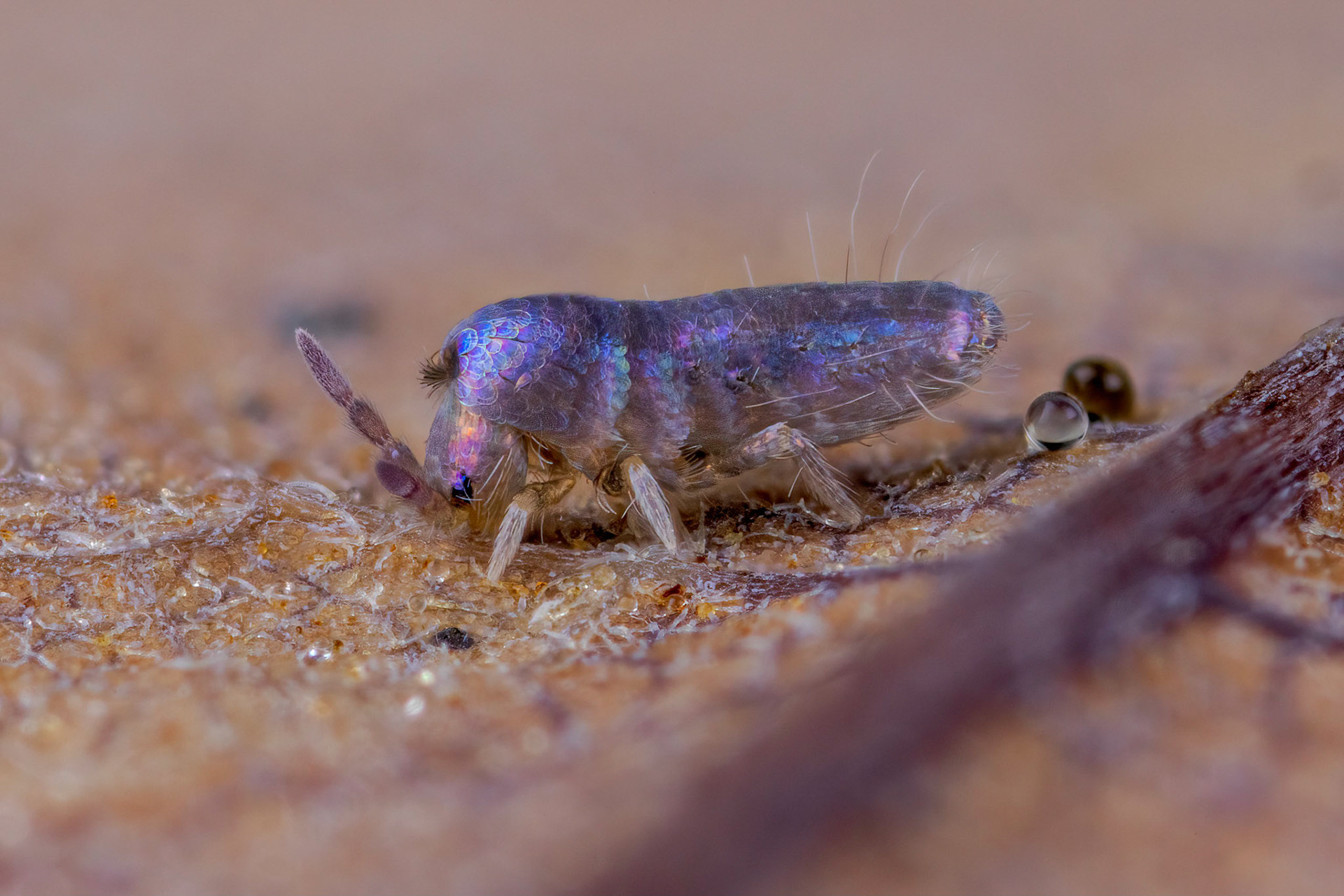 Springtail (Lepidocyrtus cyaneus)