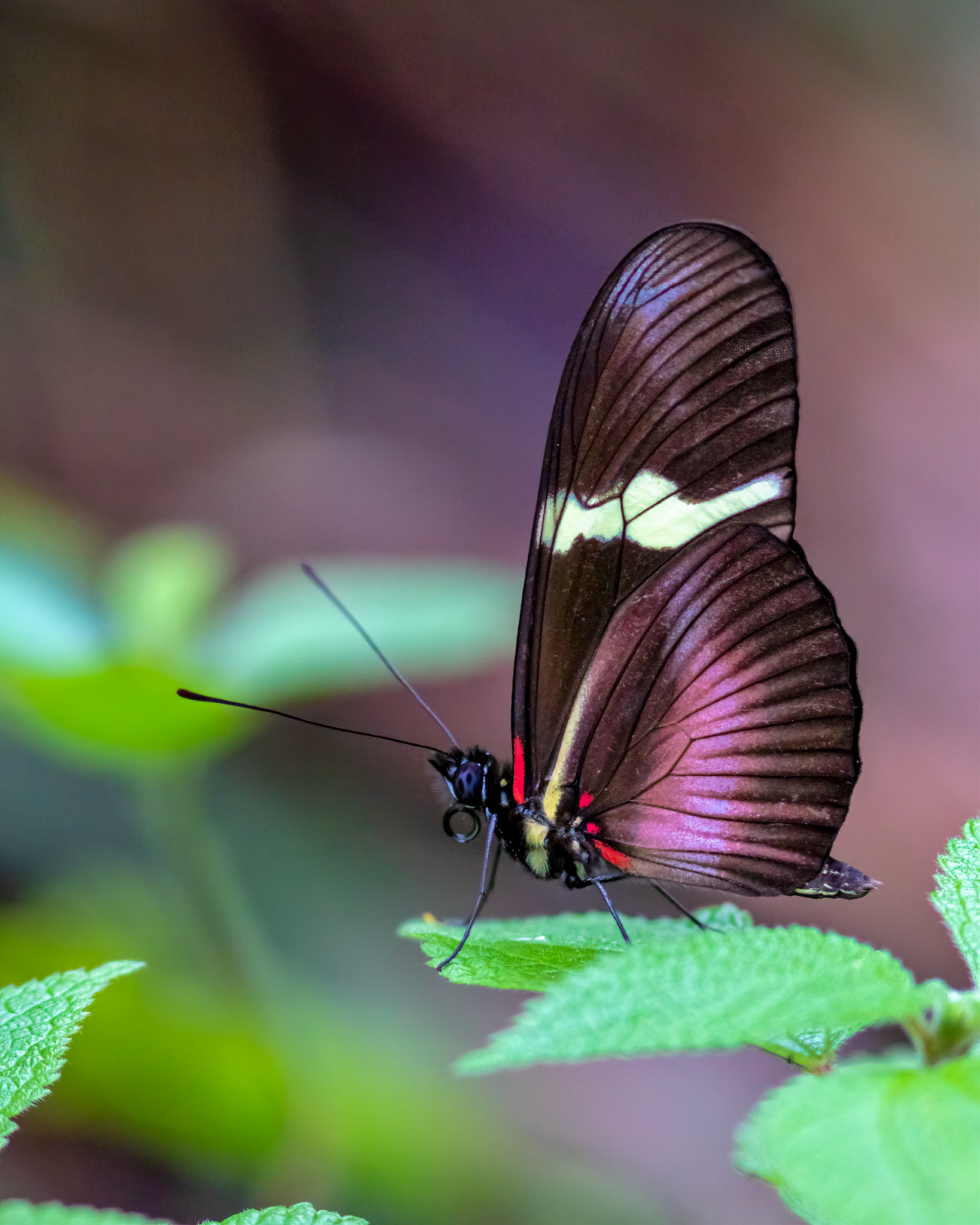 Heliconius erato