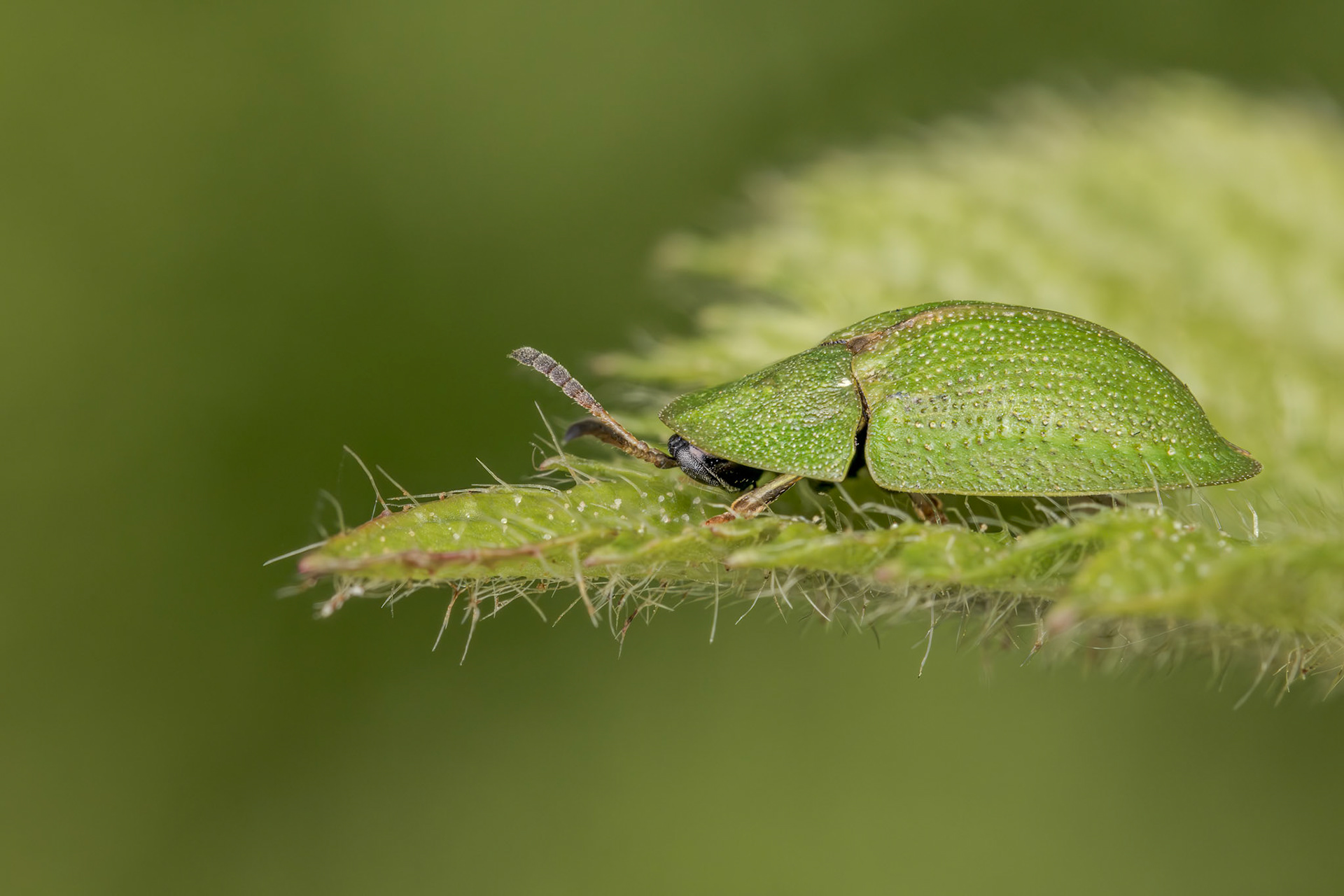 Thistle Tortoise Beetle (Cassida rubiginosa)