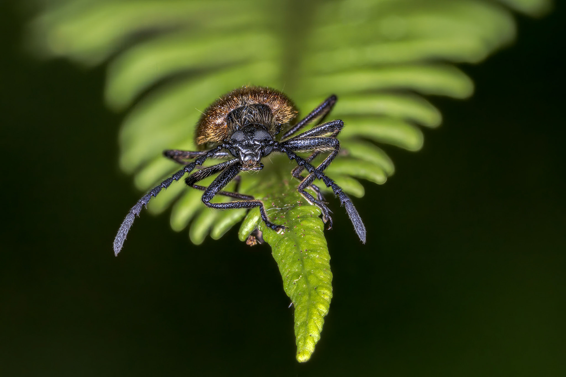 Rough-Haired Lagria Beetle (Lagria hirta)
