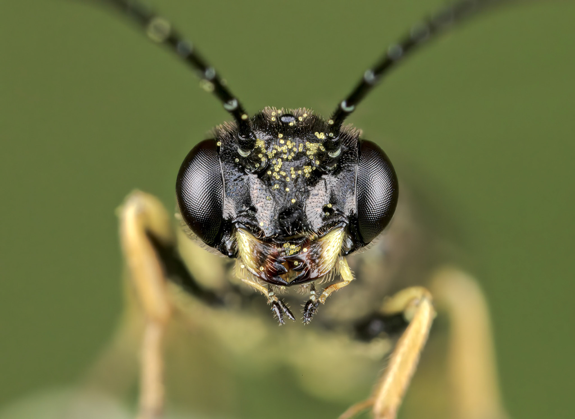 Angled Stem-sawfly (Cephus spinipes)