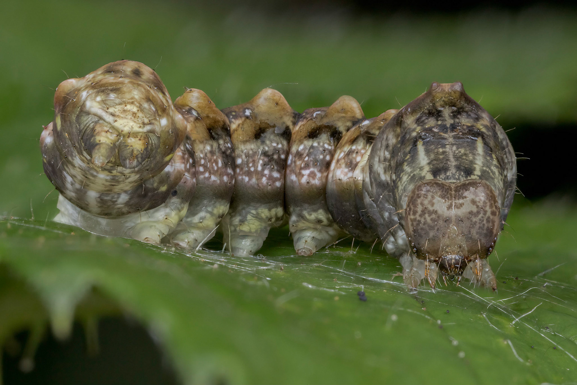 Dark Spectacle caterpillar (Abrostola triplasia)