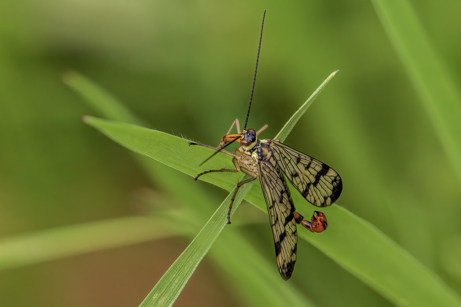 Scorpion Fly (Male) (Panorpa communis)