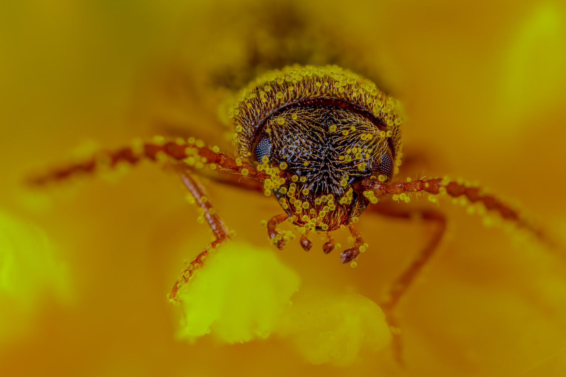 Click Beetle (Elateridae)