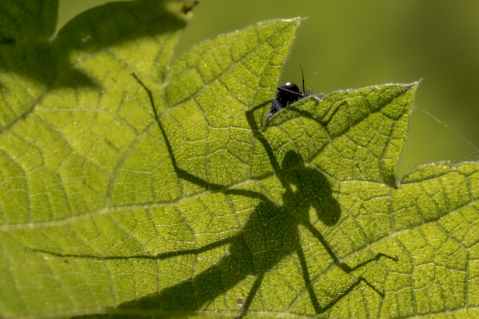 Beautiful Demoiselle (Calopteryx virgo)