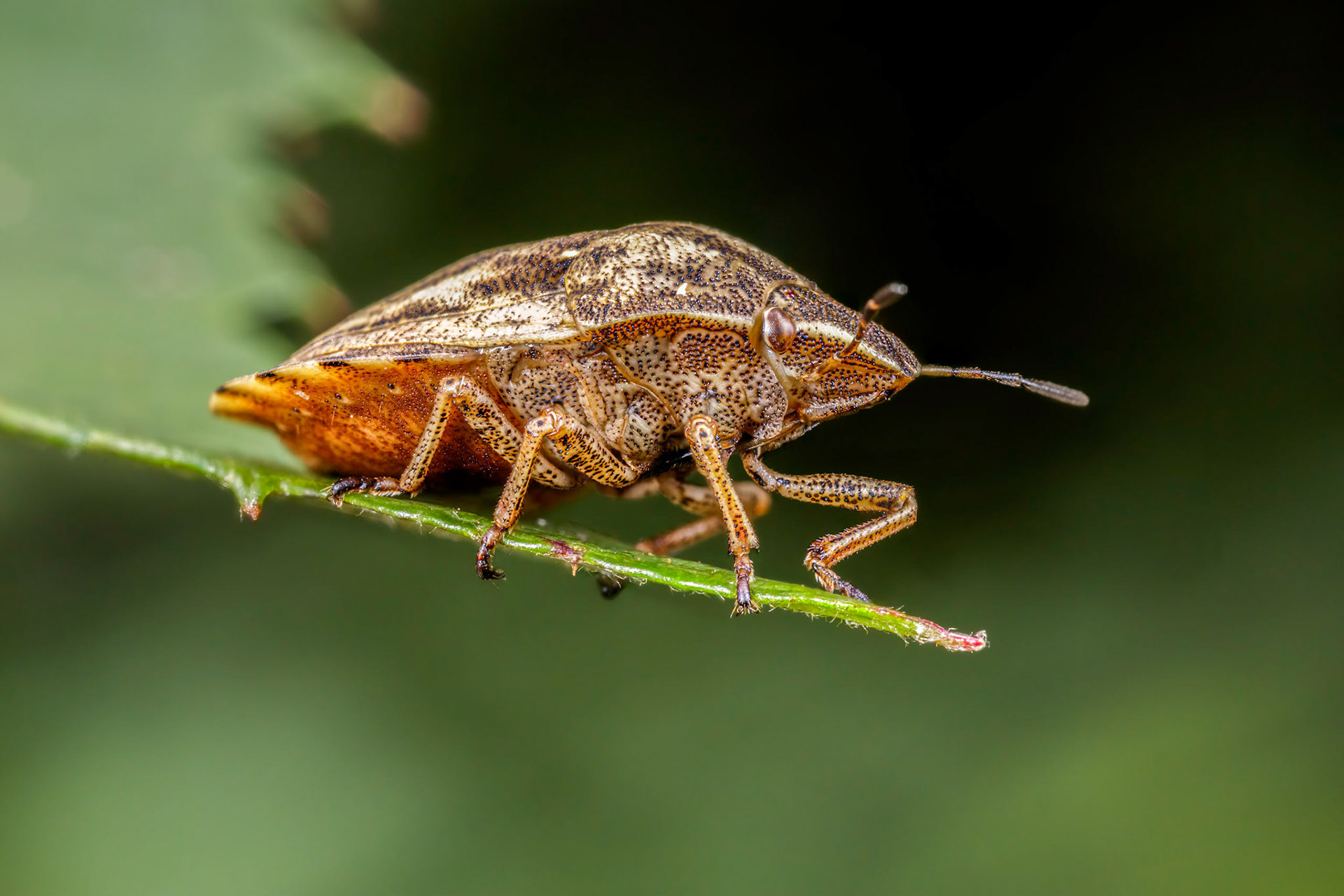 Tortoise ShieldBug (Eurygaster testudinaria)