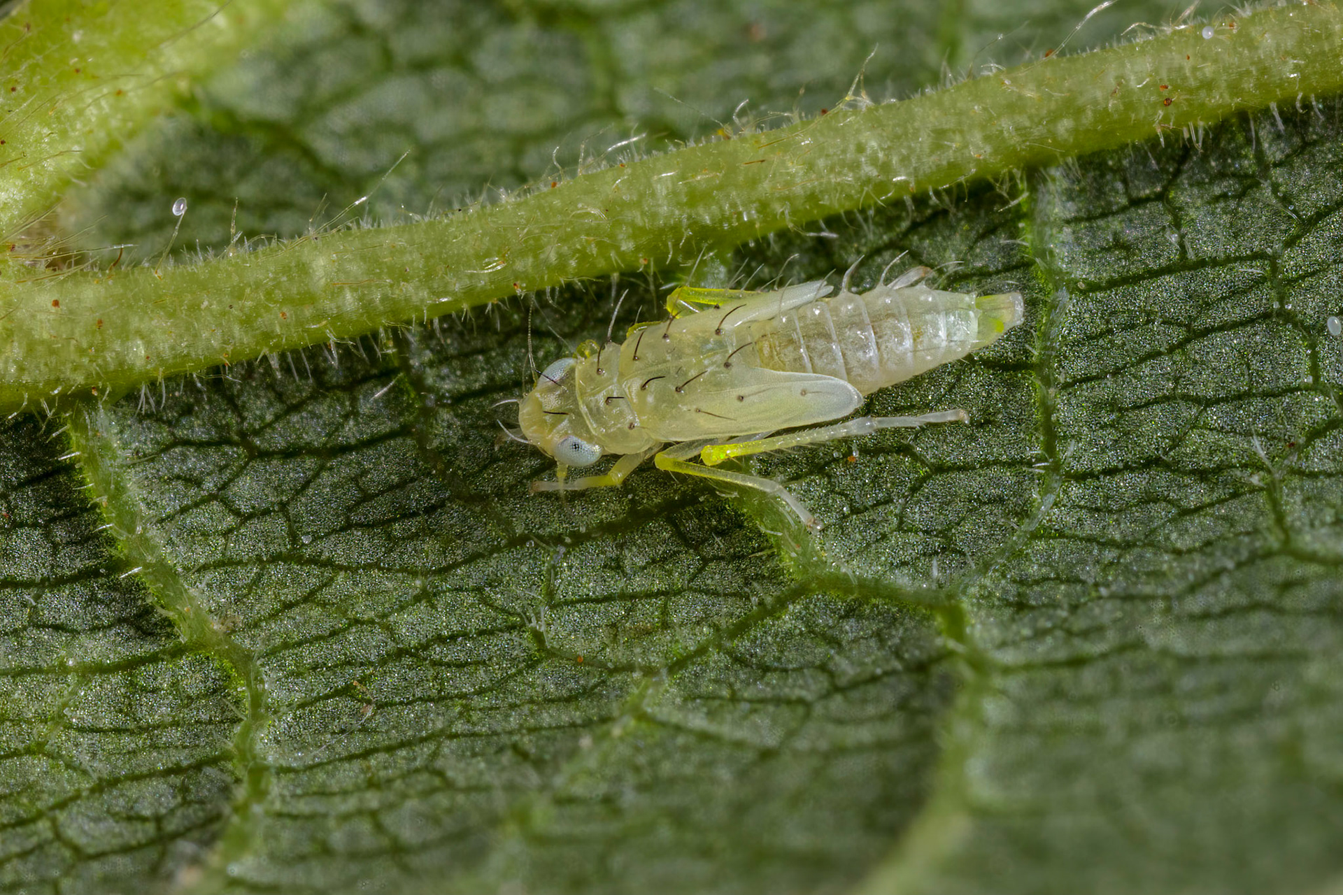 Leafhopper Nymph (Edwardsiana Rosae) (Possibly)