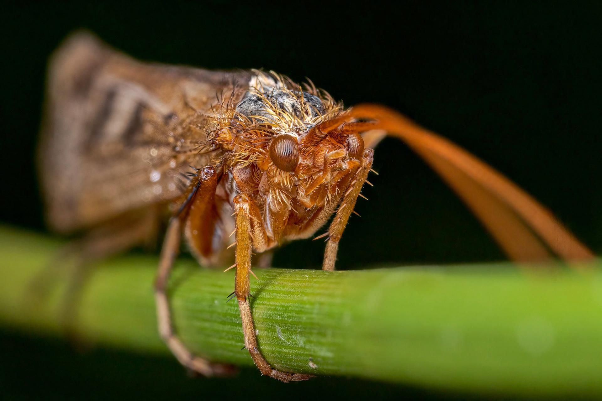 Caddisfliy (Trichoptera)