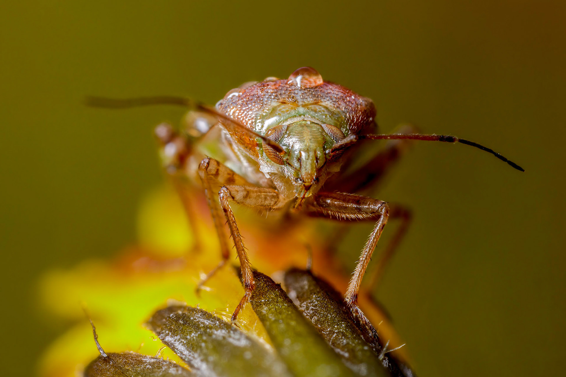 Tarnished Plant Bug (Lygus rugulipennis)