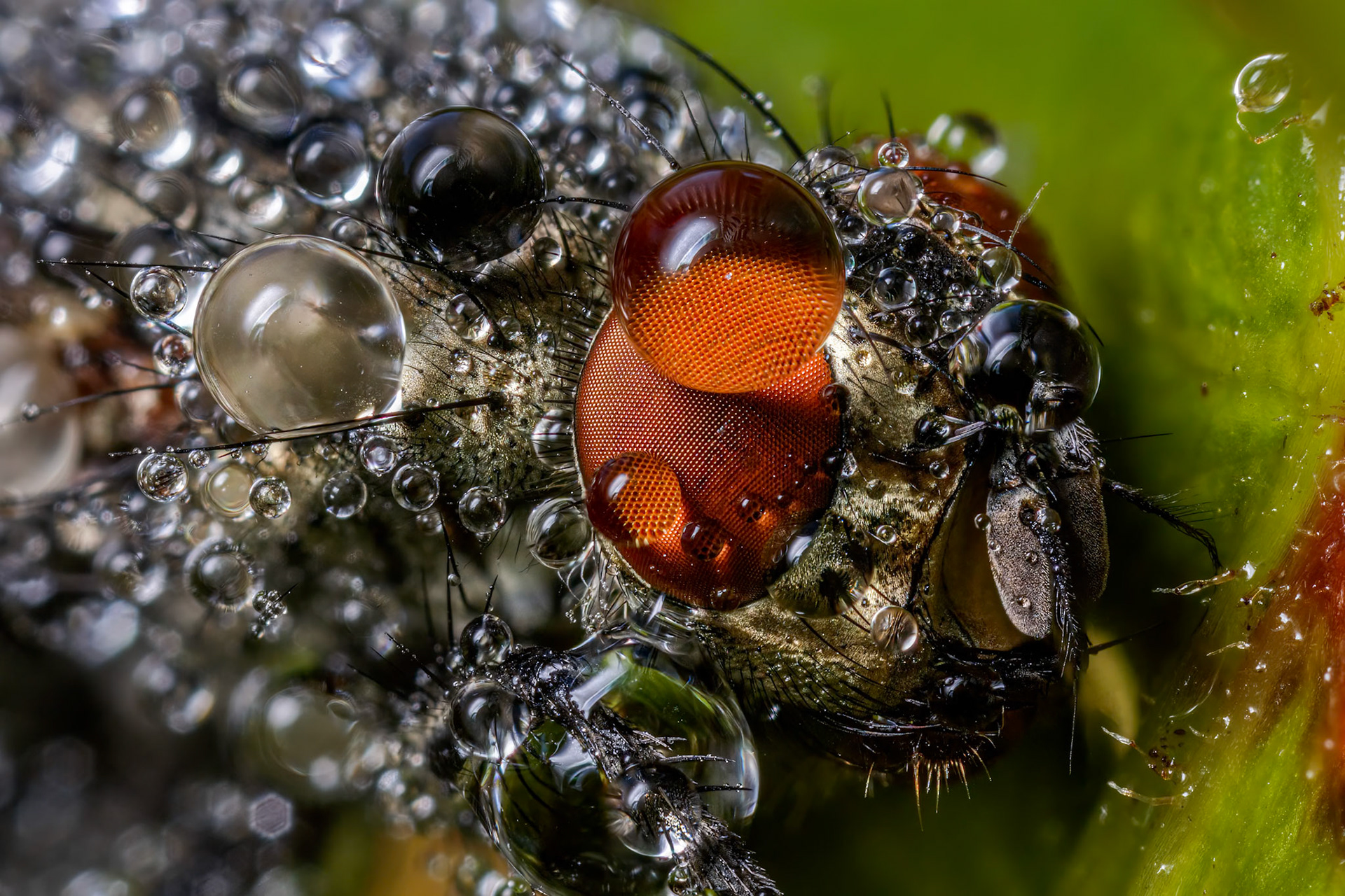 House Fly (Musca domestica)