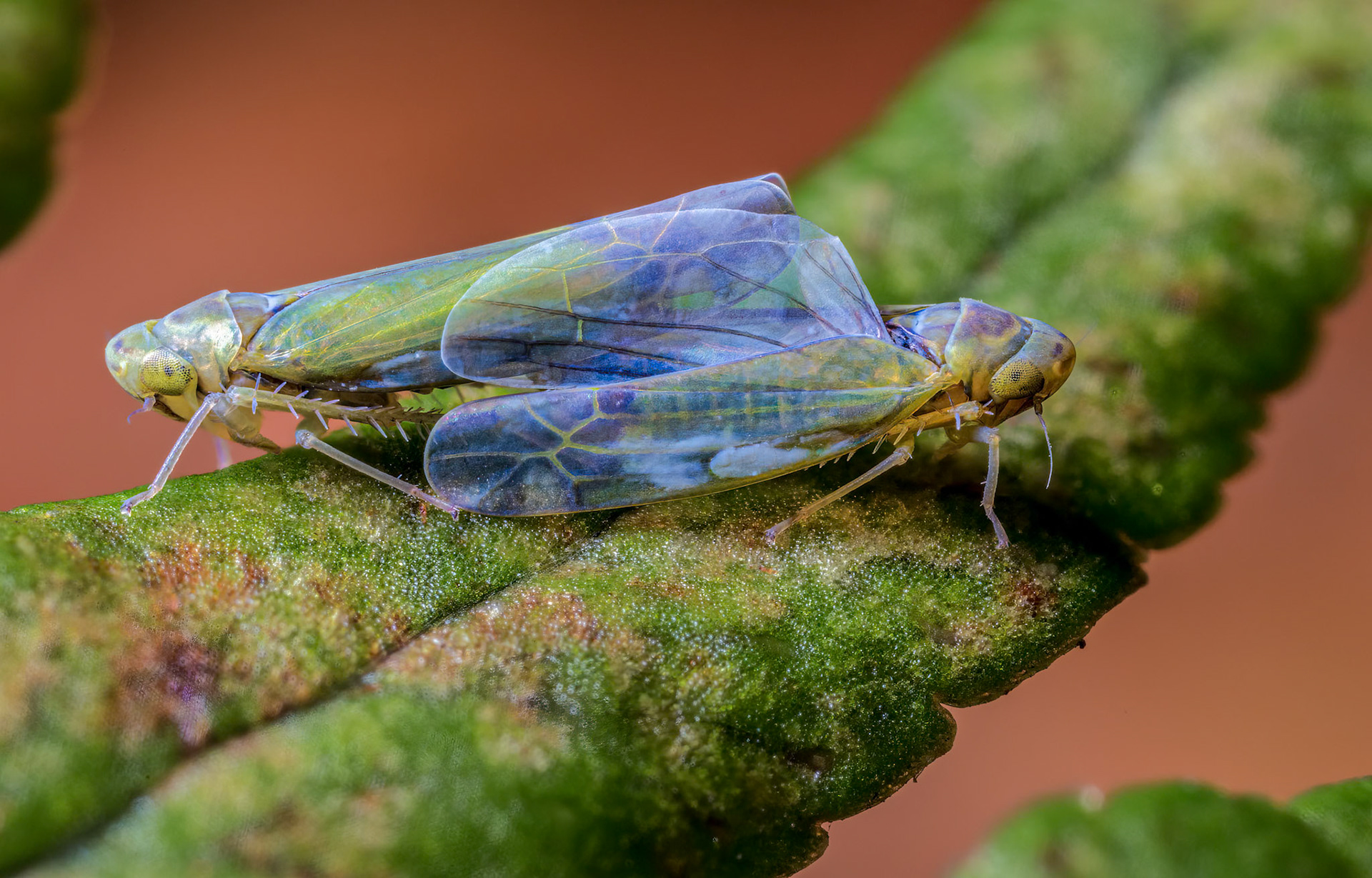 Mating Leafhoppers