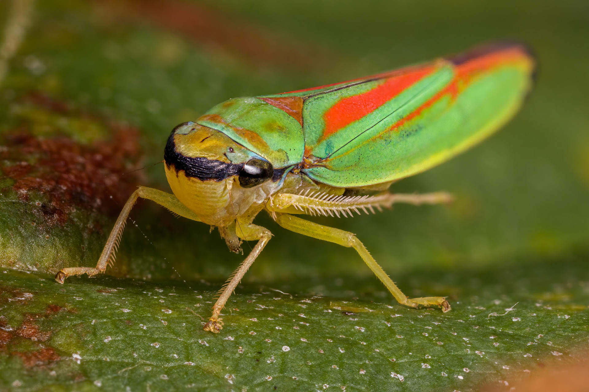 Rhododendron Leafhopper (Graphocephala fennahi)