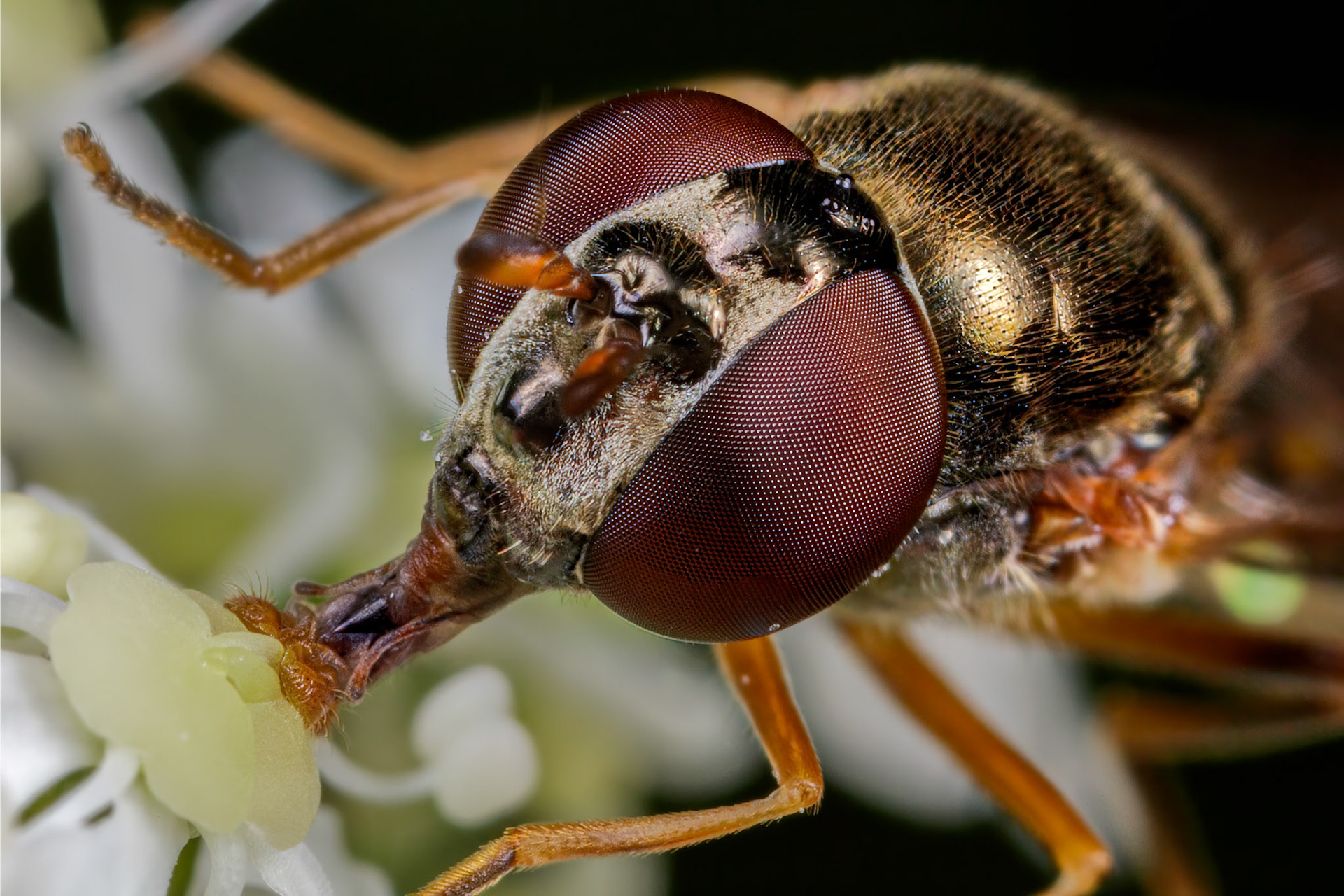 Hoverfly (Syrphidae)