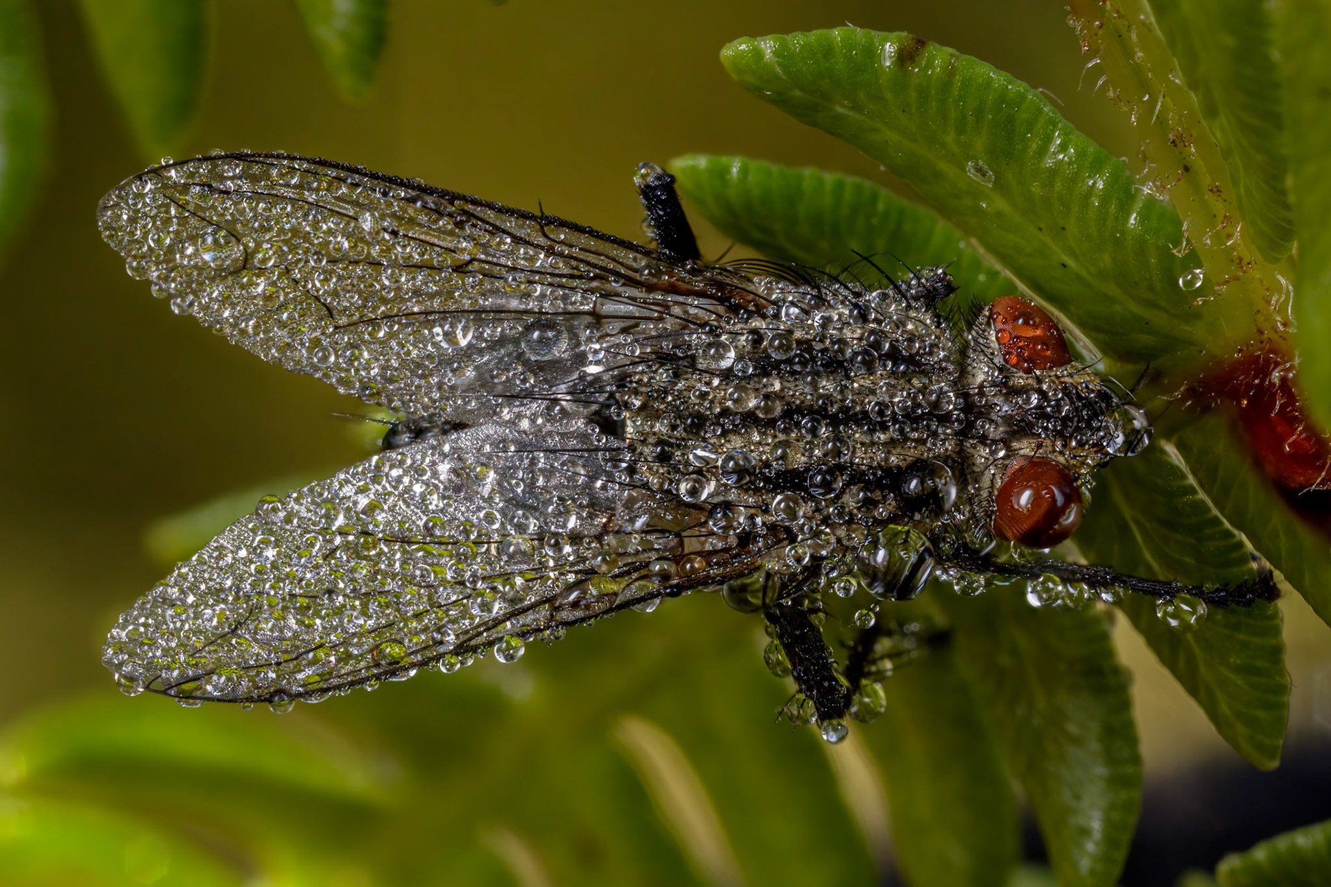 House Fly (Musca domestica)
