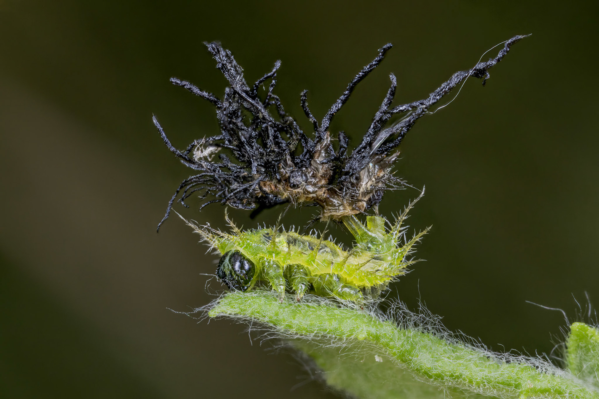 Fleabane Tortoise Beetle Larva (Cassida murraea Linnaeus)