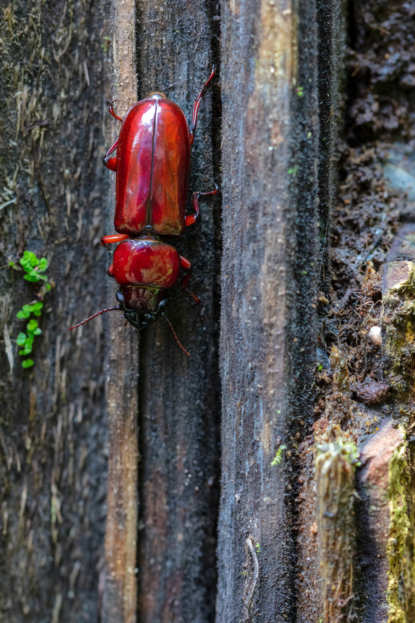 Pole Borer Beetle