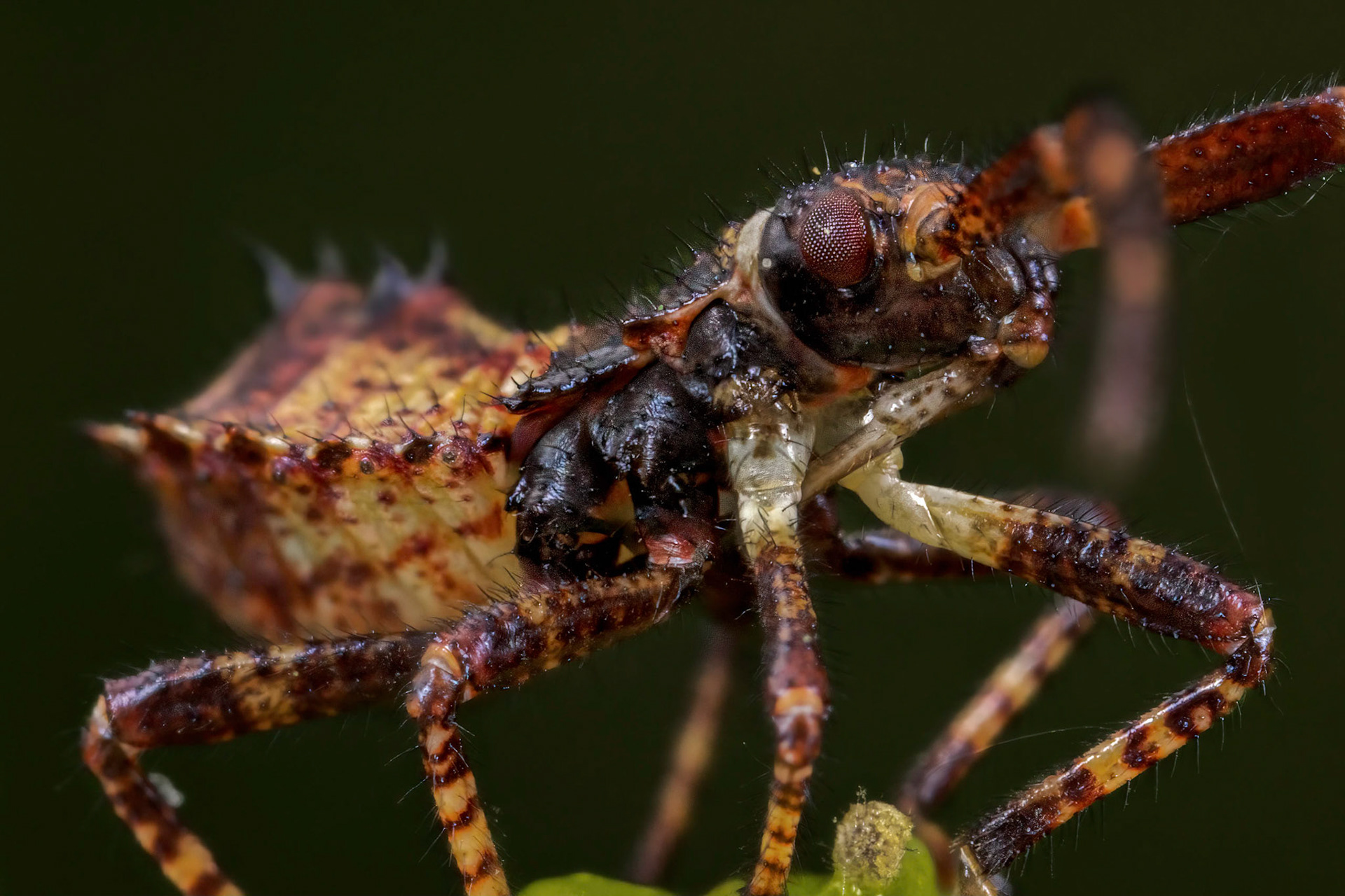 Dock Bug Nymph (Coreus marginatus)