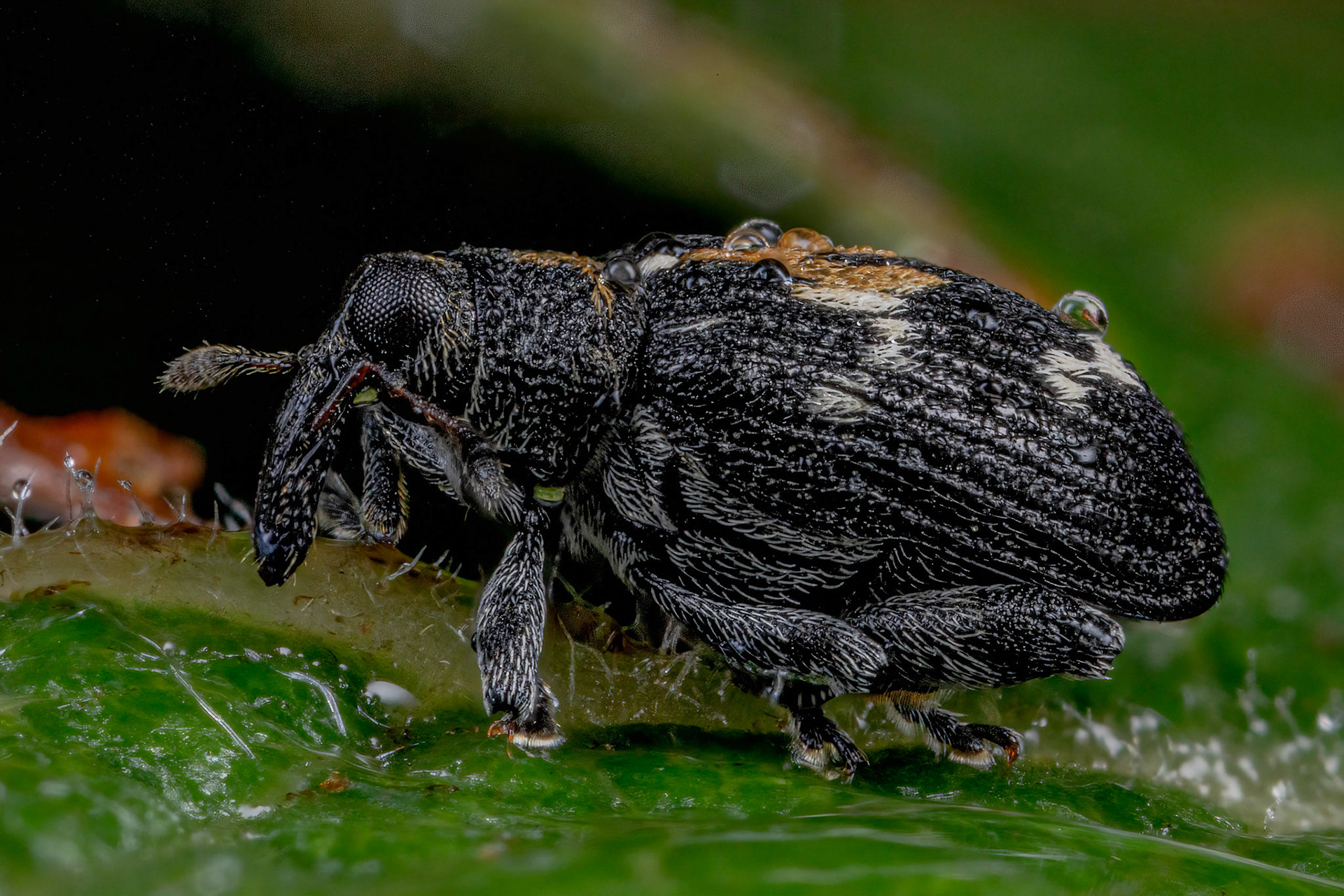 Flea Weevil (Tachyerges salicis)
