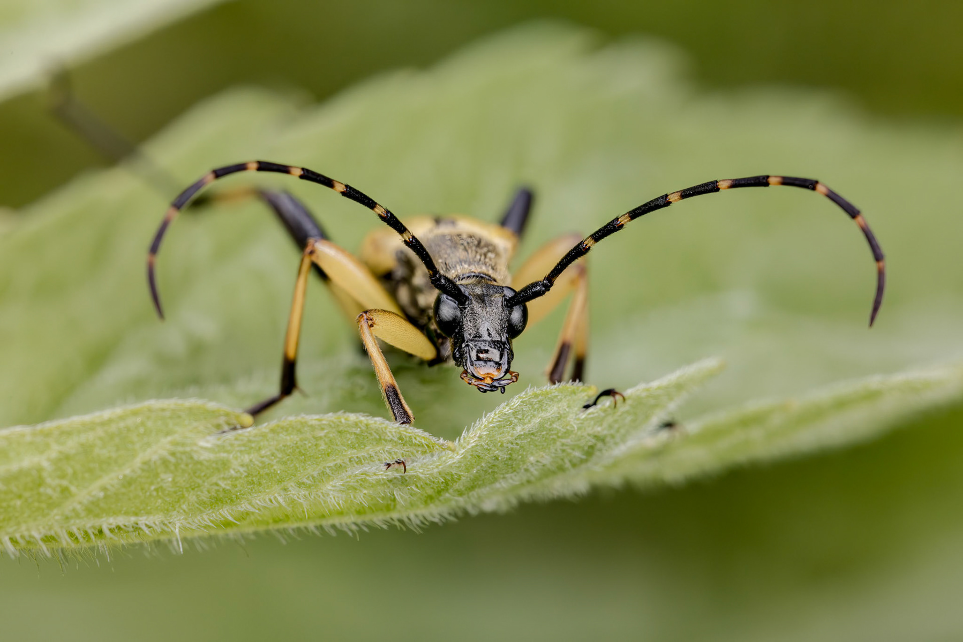 Spotted Longhorn Beetle (Rutpela maculata)
