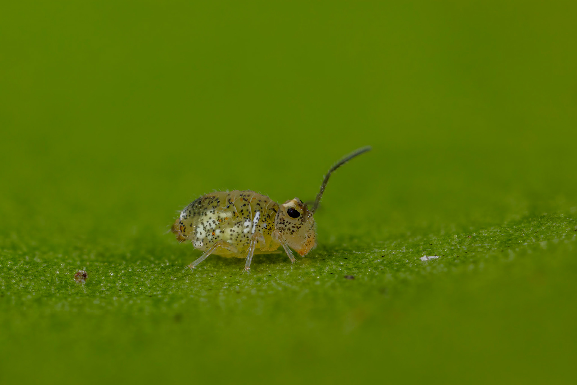 Dicyrtomina minuta