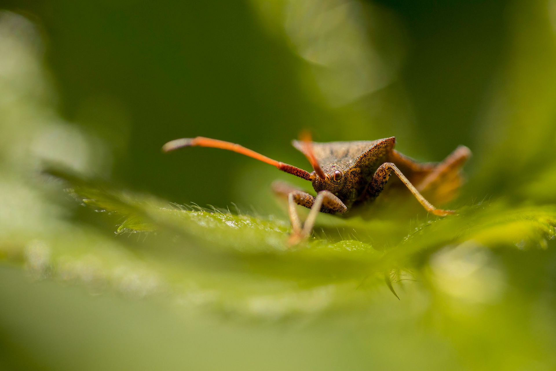 Dock Bug (Coreus marginatus)