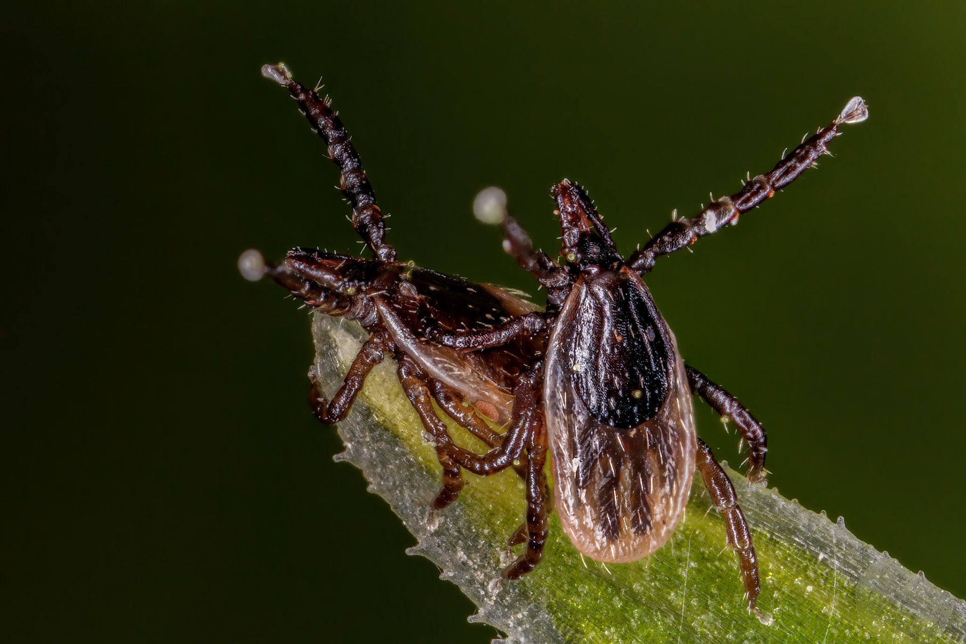 Hard Tick (Ixodes Ricinus)