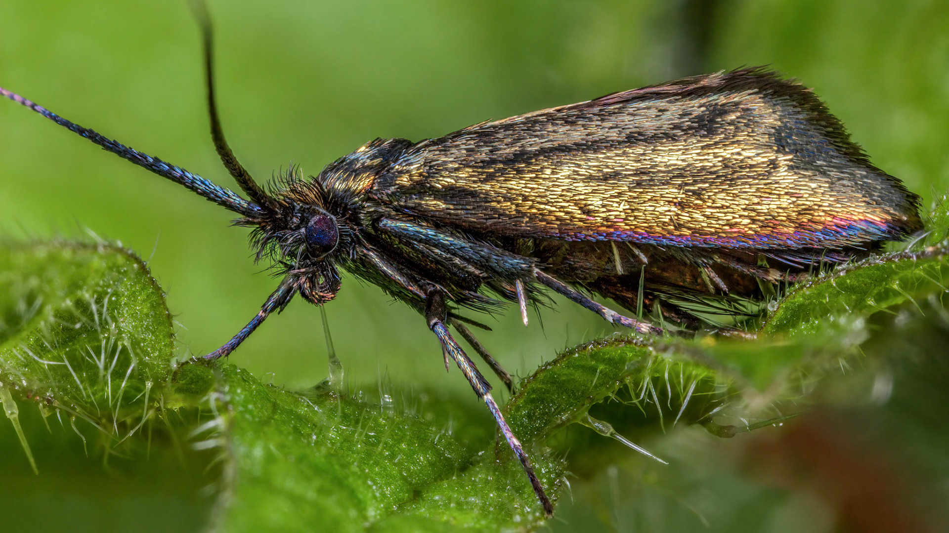 Photo Stack: 28Crop: 16x9Magnification: 8xA female Green Longhorn Moth (Adela reaumurella) in Deodar Glen within the Killerton National Trust Estate in Devon, UK. The female doesn't have as long of antennae as the male, but I intentionally left out to focus more on the iridescence covering the moth's body.Order: LepidopteraFamily: AdelidaeGenus: AdelaSpecies: Adela reaumurellaWingspan 14-18 mm.A fairly common species in England, Wales and southern Scotland, more local in Ireland.The males have long, whitish antennae, the females shorter, both sexes having bronzy or metallic greenish forewings. The moths fly in the daytime during May and June, sometimes occurring in swarms.The caterpillar lives in a portable case and feeds on leaf-litter.https://en.wikipedia.org/wiki/Green_longhornhttps://uknature.co.uk/moths/A.reaumurella-info.htmlhttps://www.ukmoths.org.uk/species/adela-reaumurella/female-5/