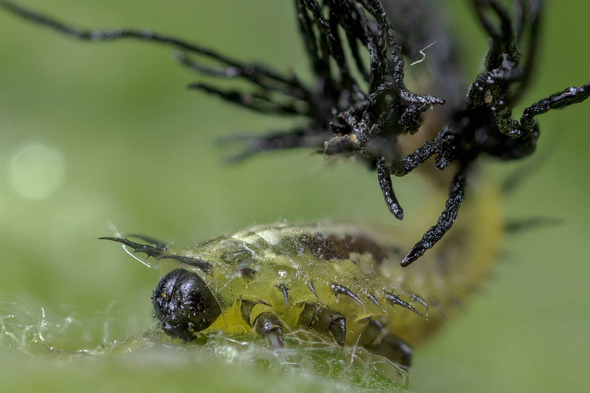 Fleabane Tortoise Beetle Larva (Cassida murraea Linnaeus)