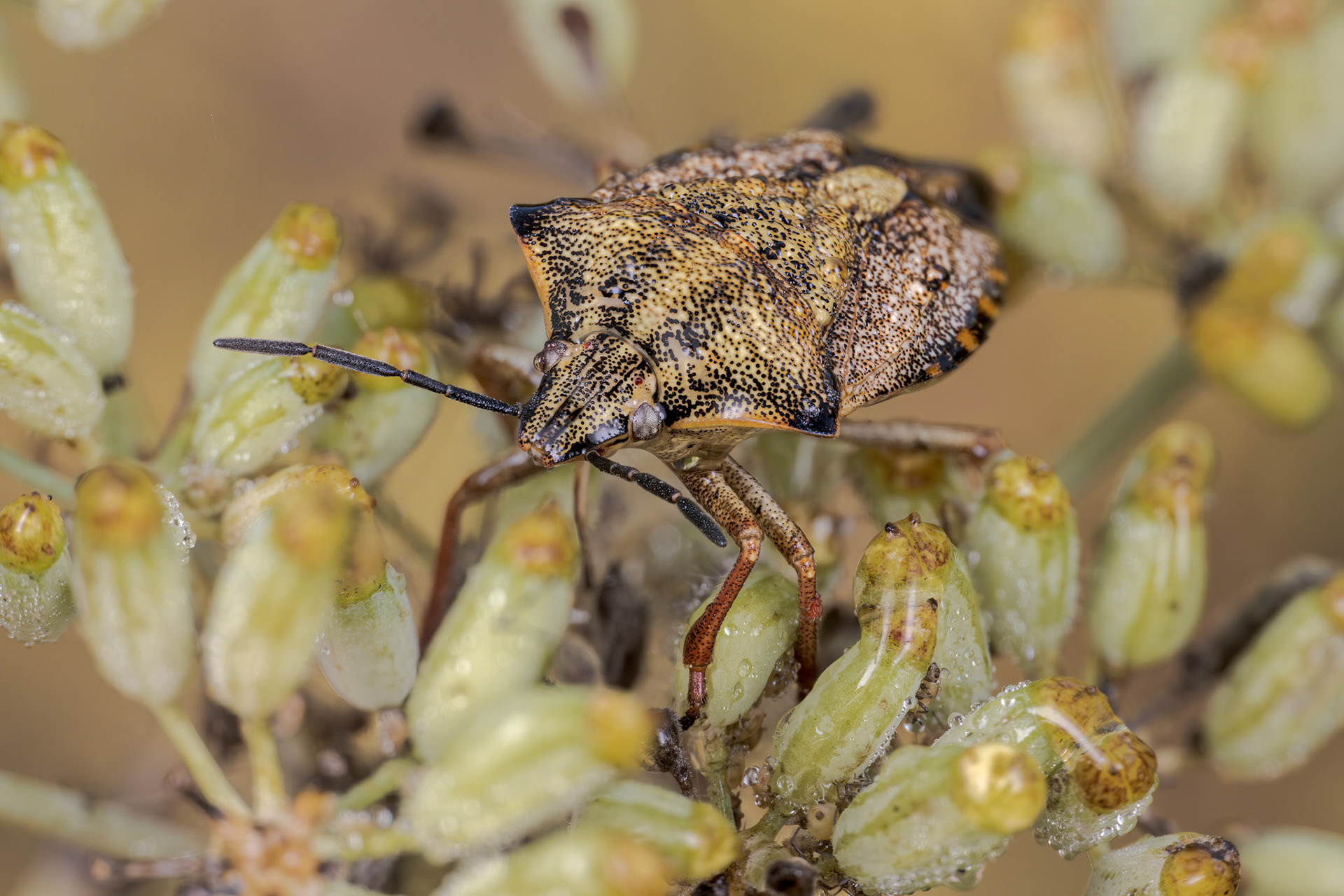Red Shield Bug (Carpocoris mediterraneus)