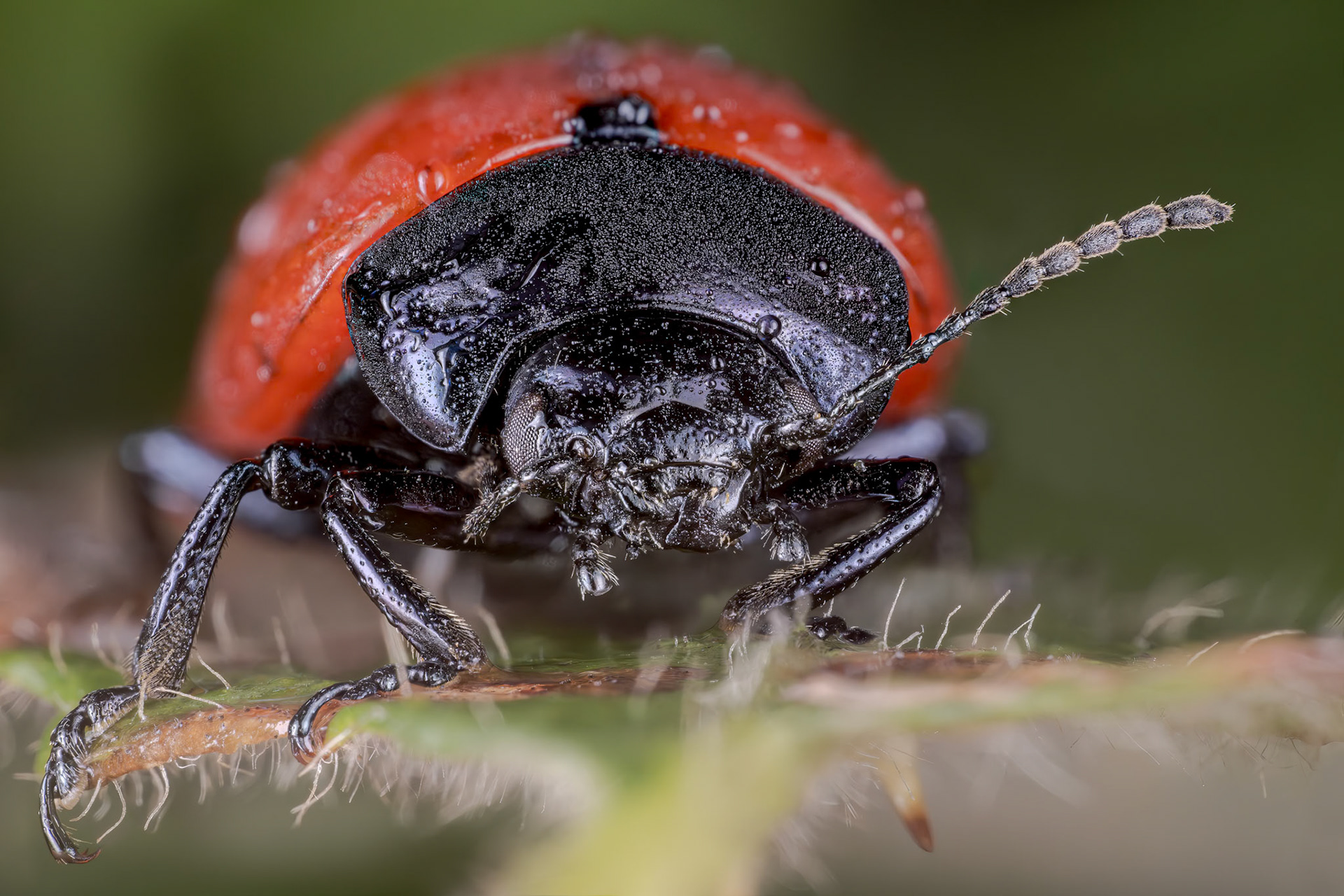 Leaf Beetle (Chrysomela tremulae)