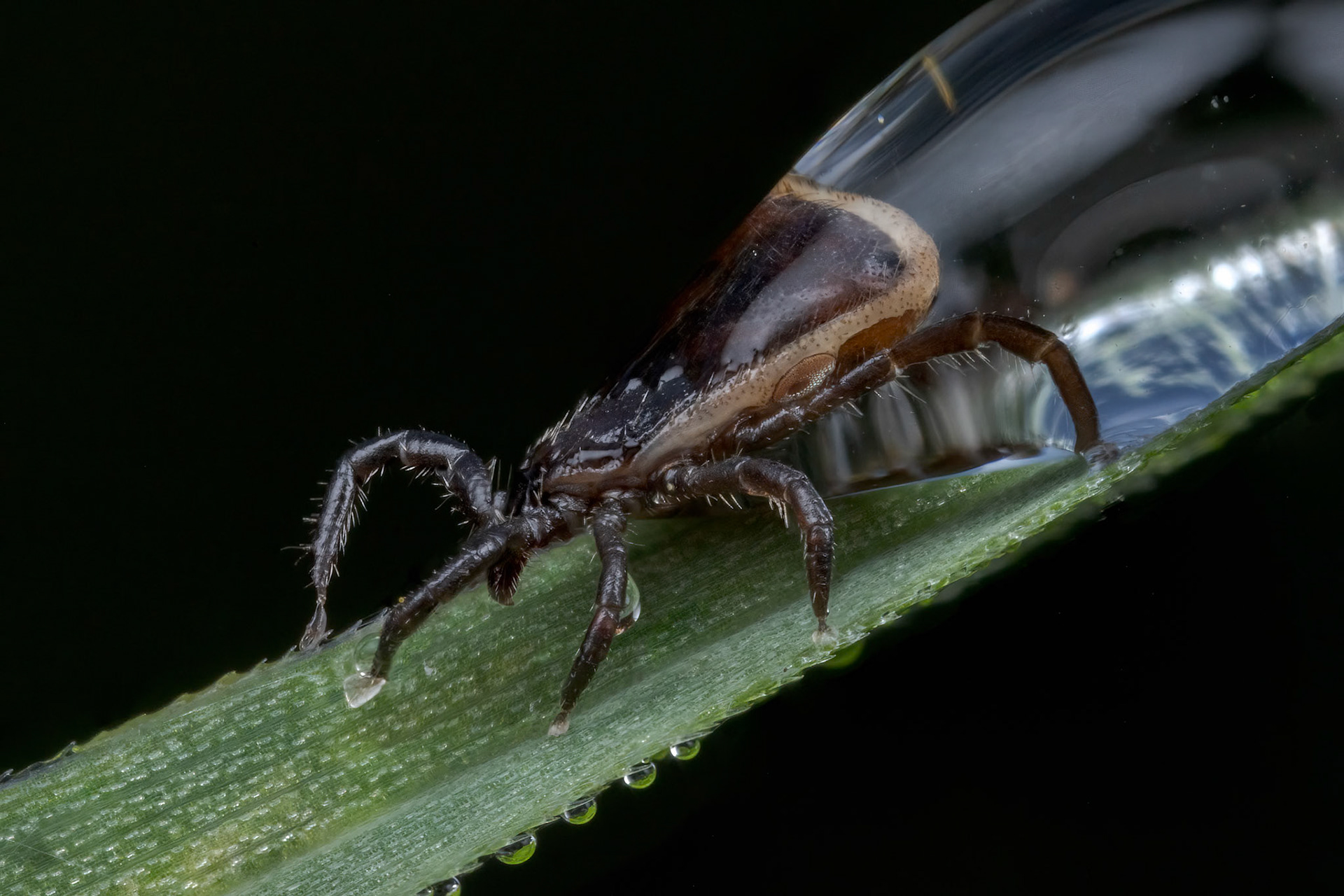 Hard Tick (Ixodes Ricinus)