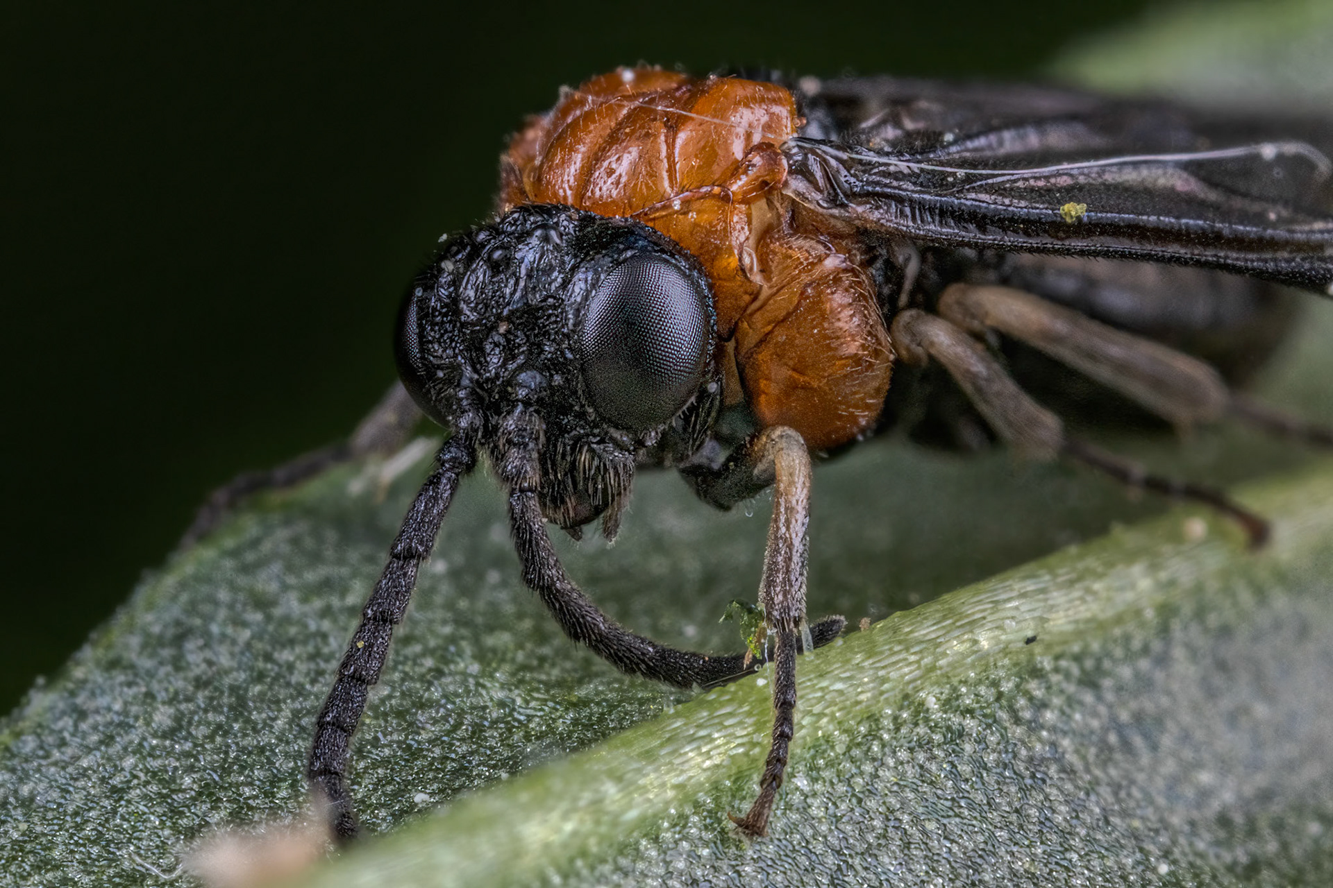 Sawfly (Eutomostethus ephippium)
