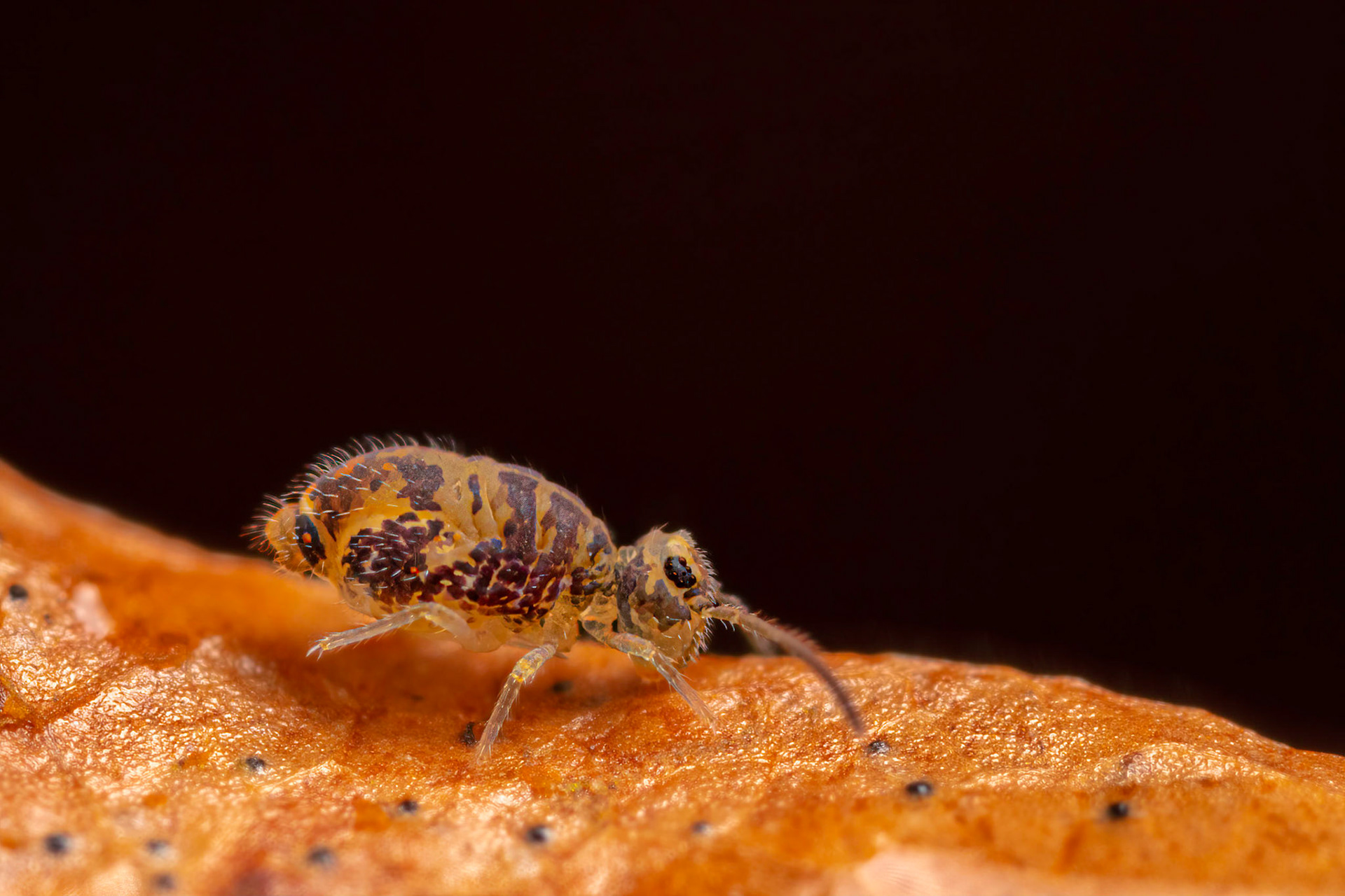 Springtail (Dicyrtomina saundersi)