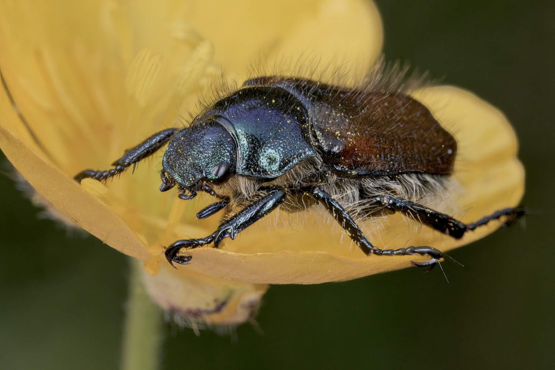 Phyllopertha horticola - Garden Chafer